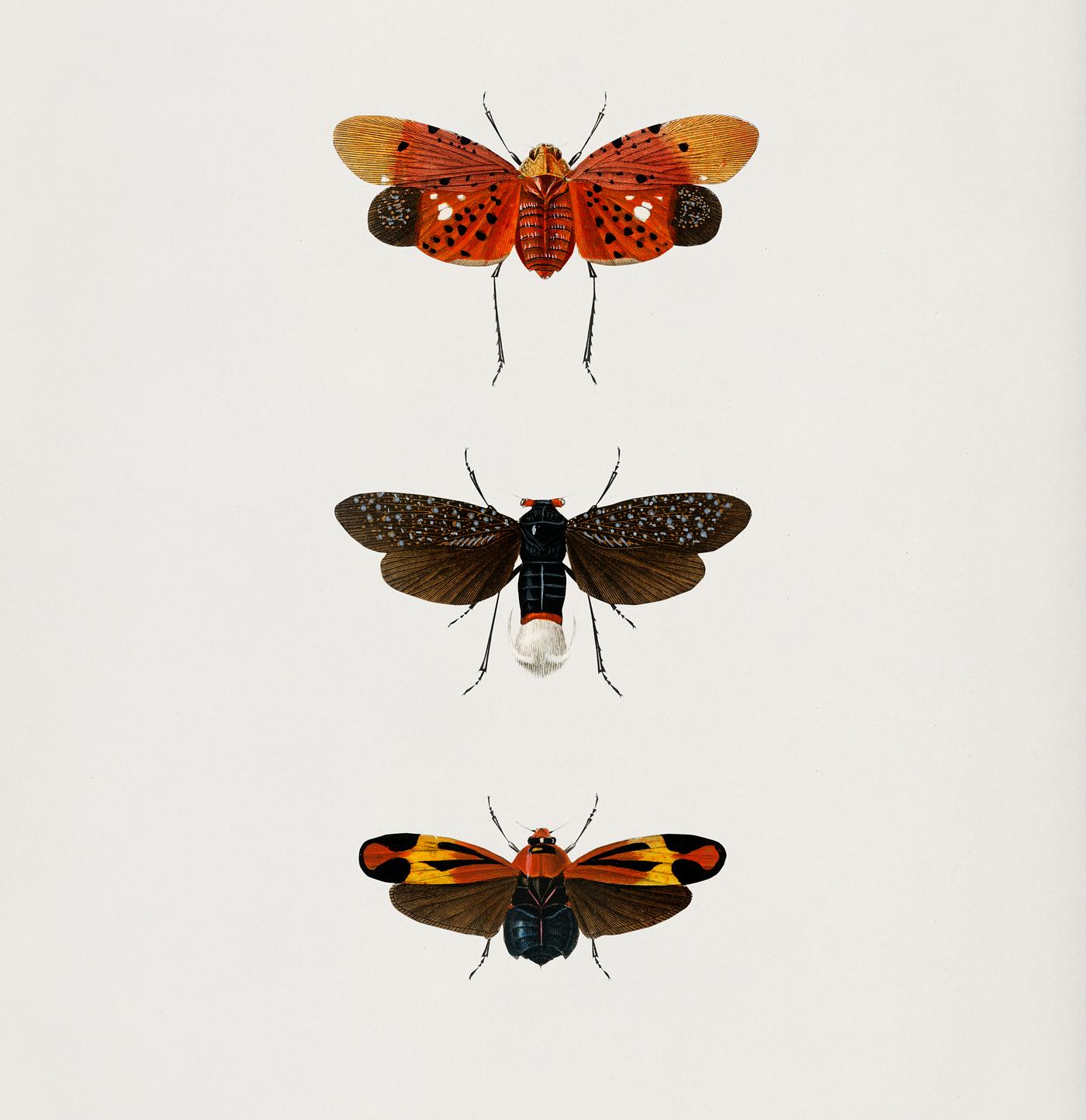 Collection of hand drawings of moths illustrated by Charles Dessalines D' Orbigny (1806-1876). Digitally enhanced from... Collection of hand drawings of moths illustrated by Charles Dessalines D' Orbigny (1806-1876). Digitally enhanced from...