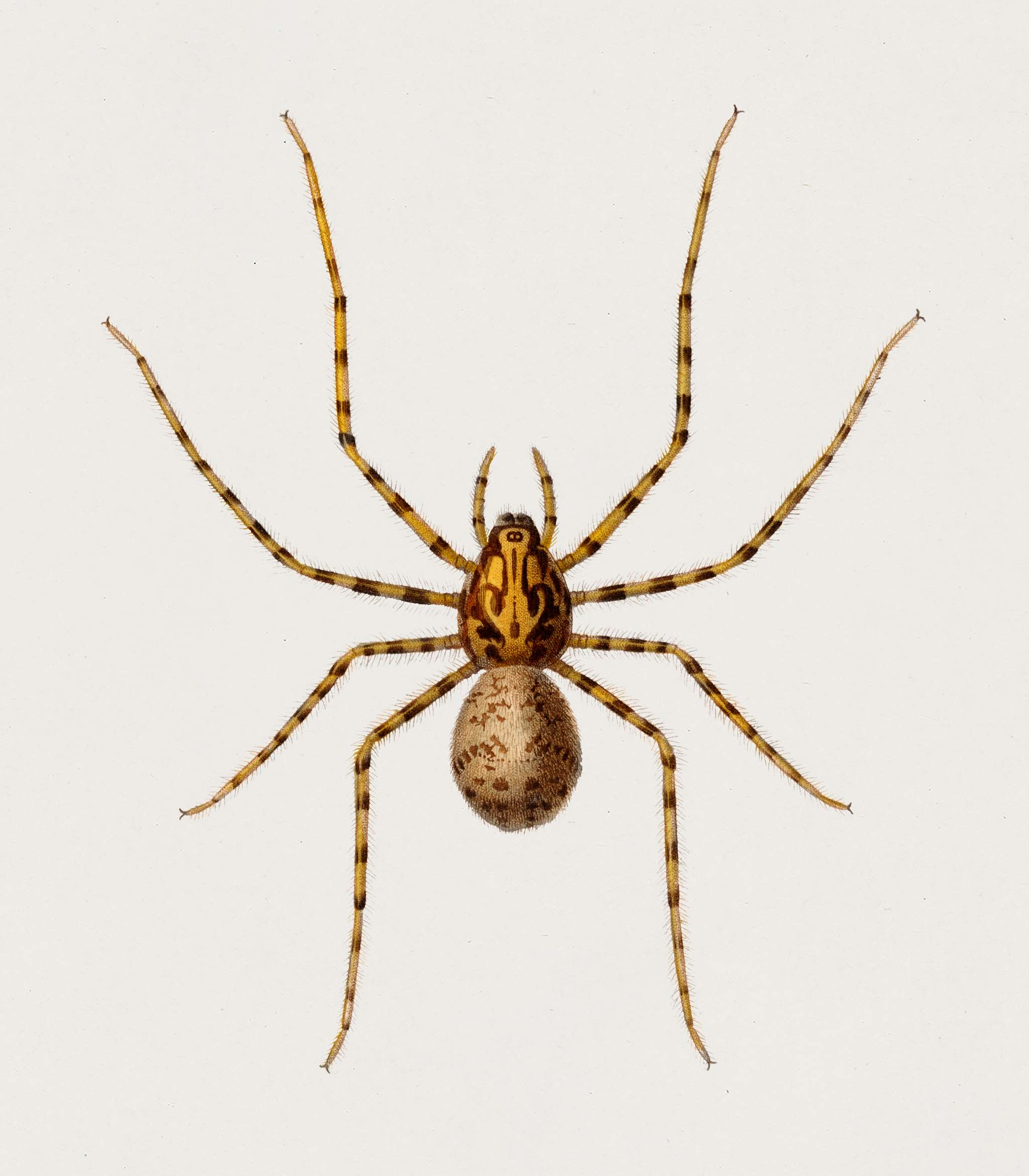 Black tunnelweb spider (Mygale quoyi) illustrated by Charles Dessalines D' Orbigny (1806-1876). Digitally enhanced from... Black tunnelweb spider (Mygale quoyi) illustrated by Charles Dessalines D' Orbigny (1806-1876). Digitally enhanced from...