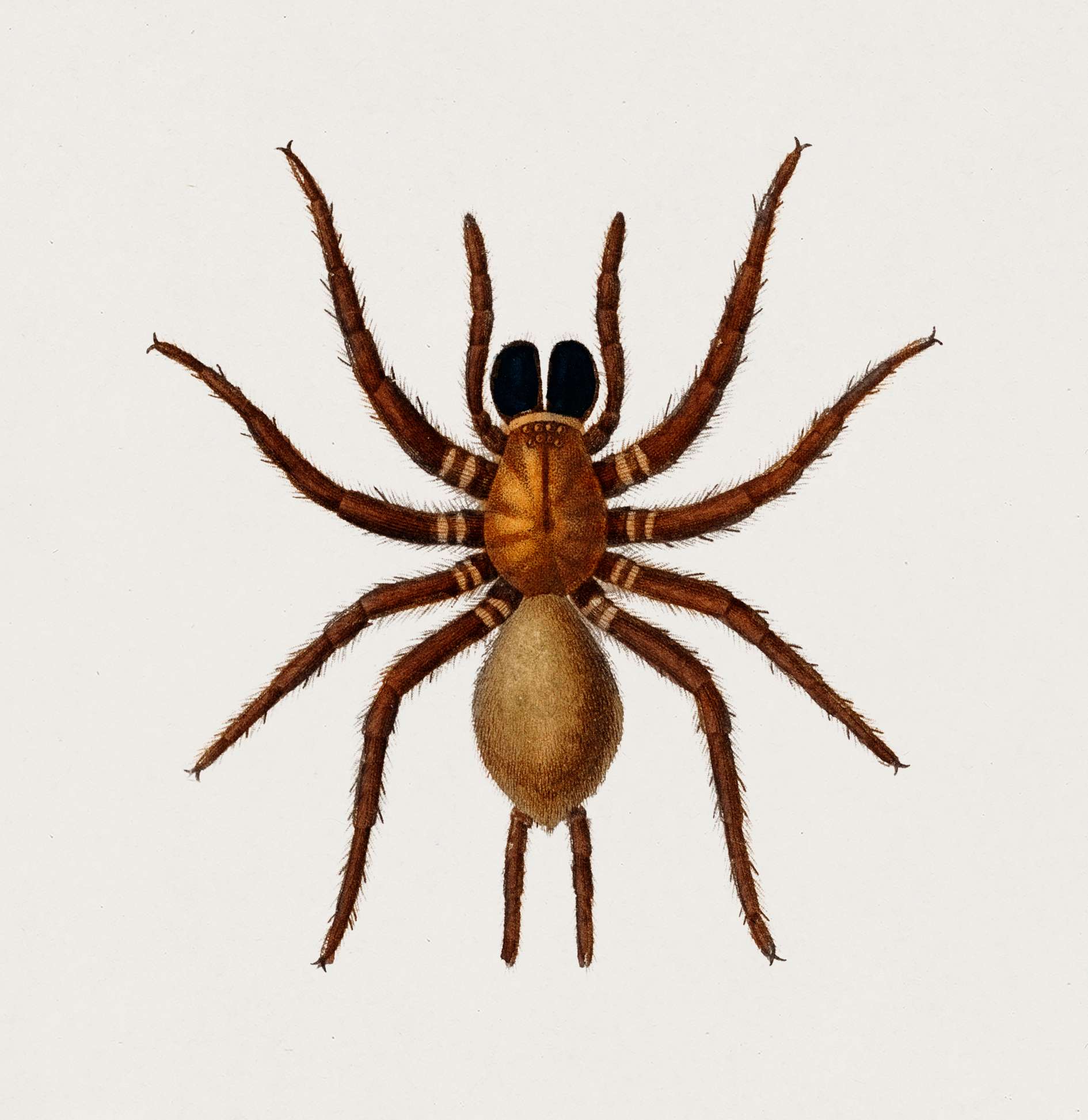 Black tunnelweb spider (Mygale quoyi) illustrated by Charles Dessalines D' Orbigny (1806-1876). Digitally enhanced from... Black tunnelweb spider (Mygale quoyi) illustrated by Charles Dessalines D' Orbigny (1806-1876). Digitally enhanced from...