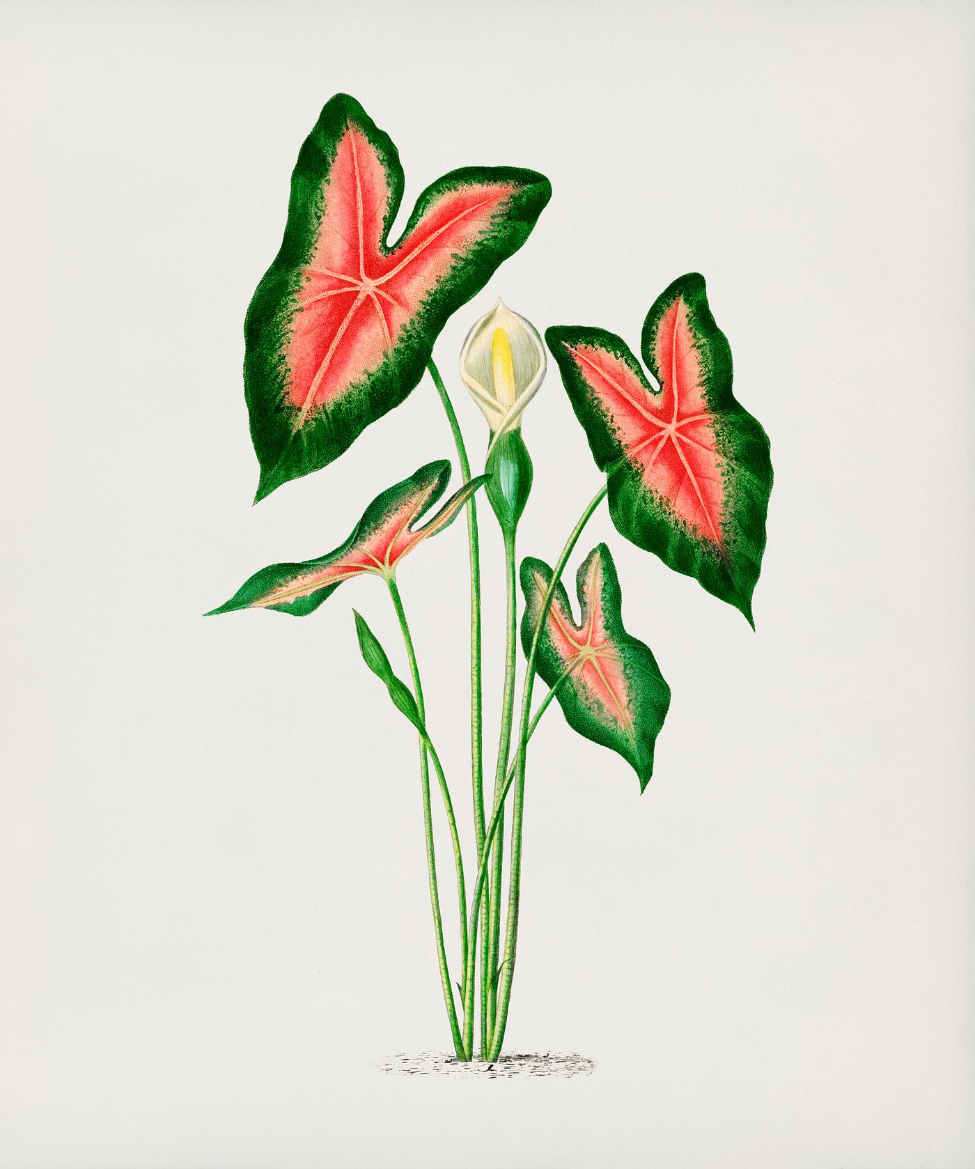 Elephant ear (Caladium bicolor) illustrated by Charles Dessalines D' Orbigny (1806-1876). Digitally enhanced from our... Elephant ear (Caladium bicolor) illustrated by Charles Dessalines D' Orbigny (1806-1876). Digitally enhanced from our...