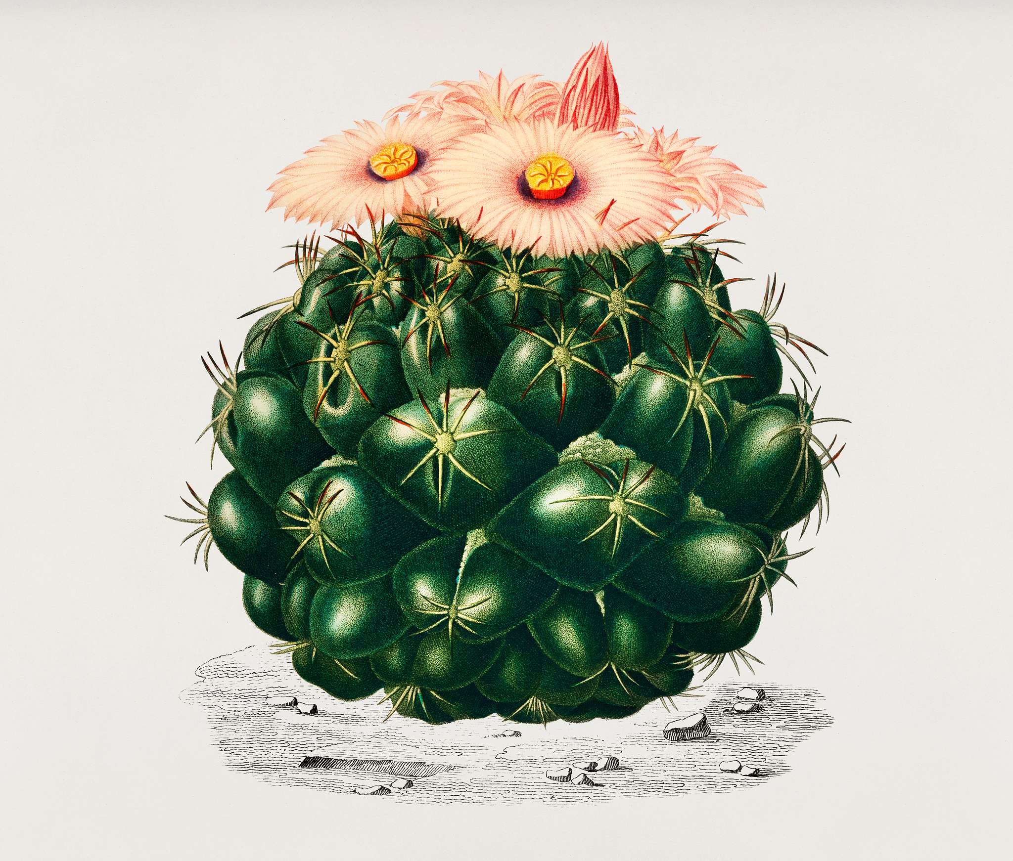 Starry Ball (Mammillaria elephantidens) illustrated by Charles Dessalines D' Orbigny (1806-1876). Digitally enhanced... Starry Ball (Mammillaria elephantidens) illustrated by Charles Dessalines D' Orbigny (1806-1876). Digitally enhanced...