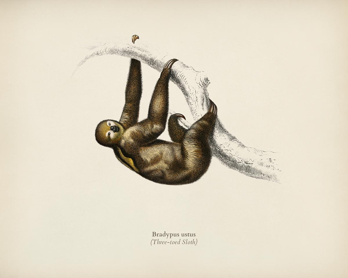 Three-toed Sloth (Bradypus ustus) illustrated… | Royalty free stock Illustration | High Resolution graphic Three-toed Sloth (Bradypus ustus) illustrated by Charles Dessalines D' Orbigny (1806-1876). Digitally enhanced from our own…