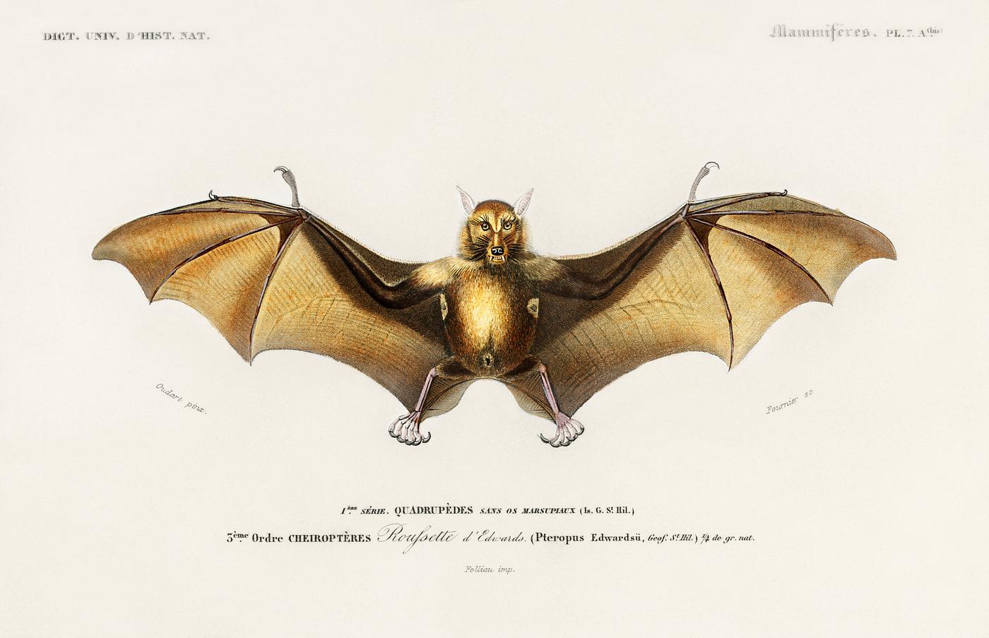 Bat (Roufsette) illustrated by Charles Dessalines D' Orbigny (1806-1876). Digitally enhanced from our own 1892 edition... Bat (Roufsette) illustrated by Charles Dessalines D' Orbigny (1806-1876). Digitally enhanced from our own 1892 edition...