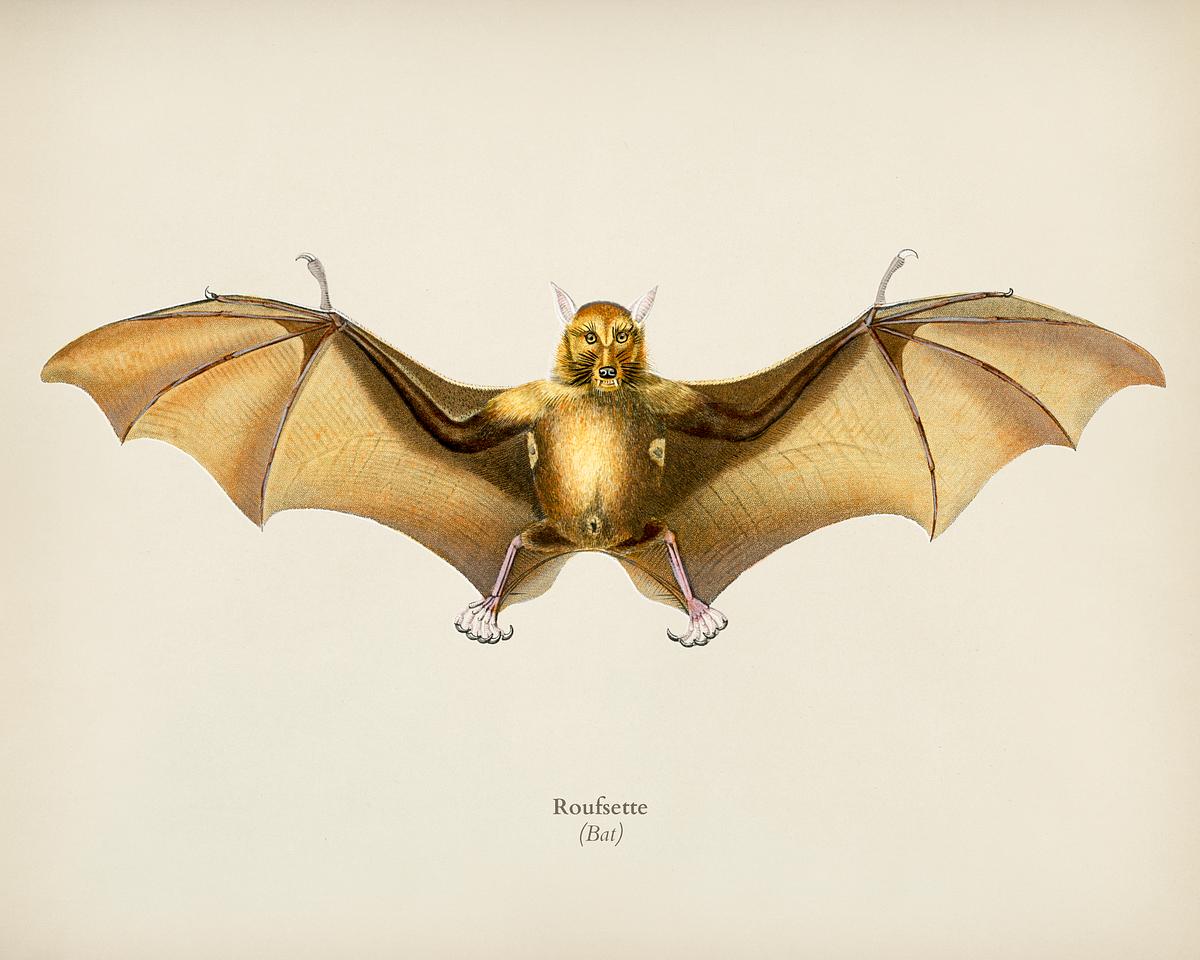 Bat (Roufsette) illustrated by Charles… | Royalty free stock Illustration | High Resolution graphic Bat (Roufsette) illustrated by Charles Dessalines D' Orbigny (1806-1876). Digitally enhanced from our own 1892 edition of…
