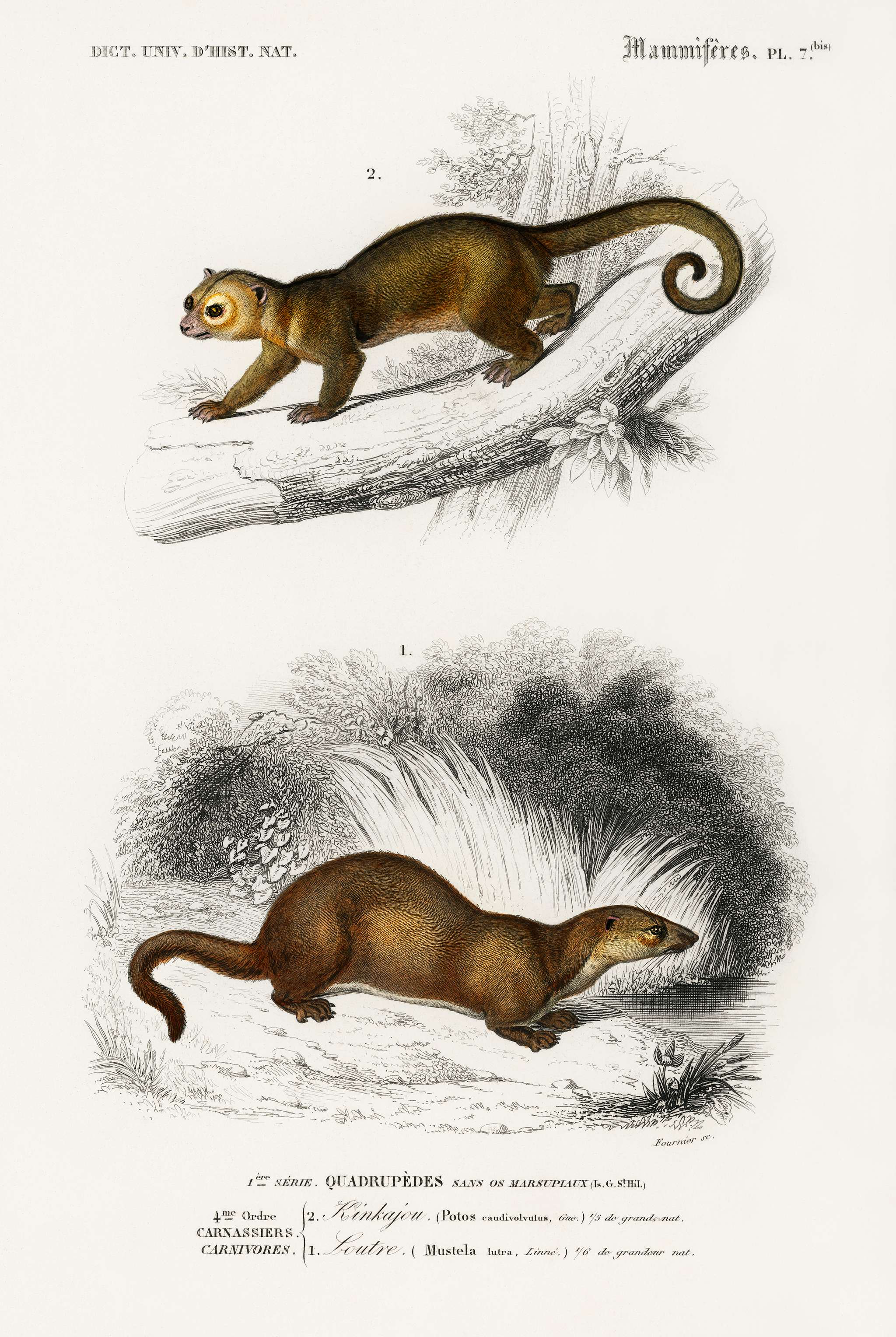 Kinkajou (Potos caudivolvulus) and The European Otter (Mustela Lutra) illustrated by Charles Dessalines D' Orbigny (1806... Kinkajou (Potos caudivolvulus) and The European Otter (Mustela Lutra) illustrated by Charles Dessalines D' Orbigny (1806...