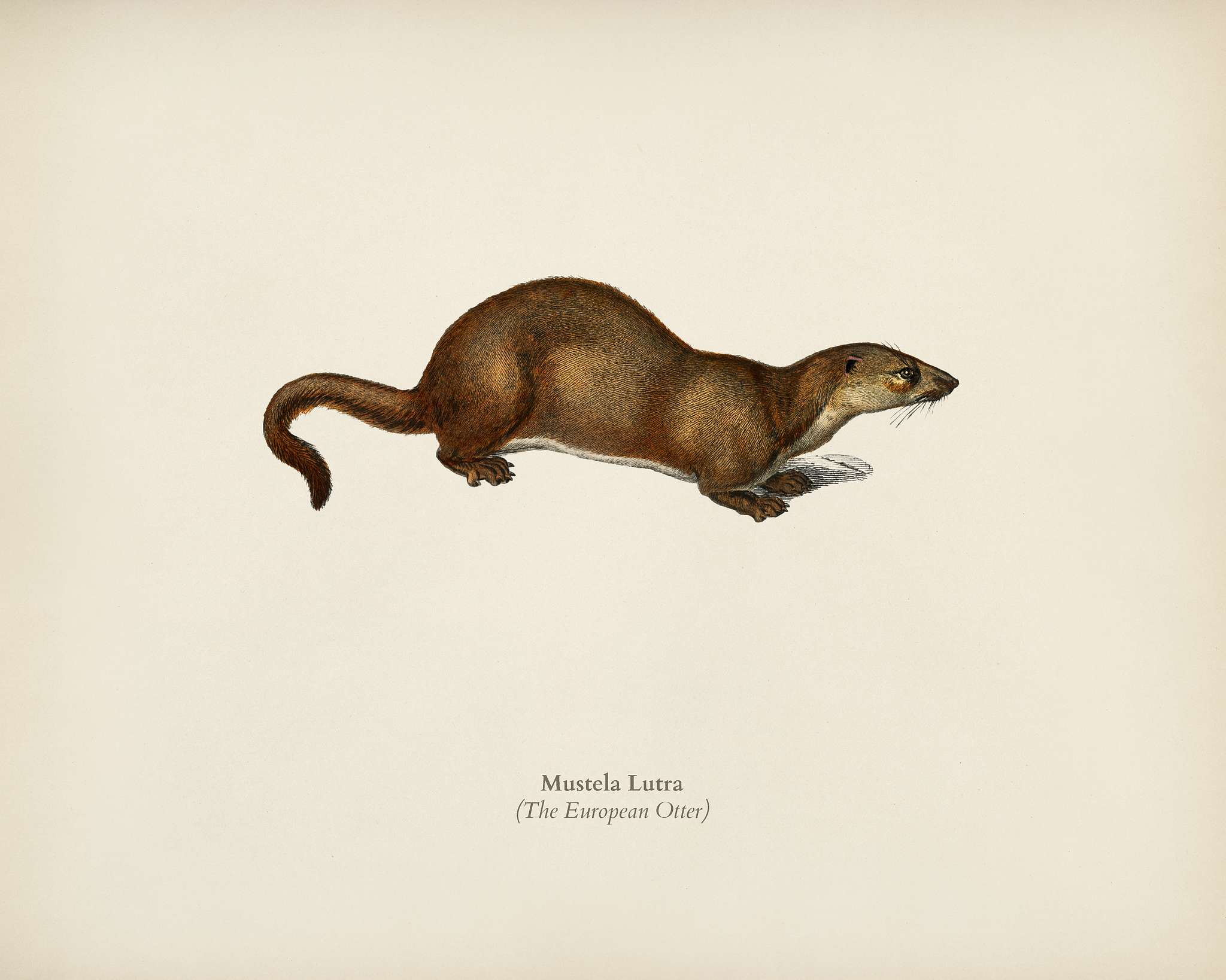 The European Otter (Mustela Lutra) illustrated by Charles Dessalines D' Orbigny (1806-1876). Digitally enhanced from our... The European Otter (Mustela Lutra) illustrated by Charles Dessalines D' Orbigny (1806-1876). Digitally enhanced from our...