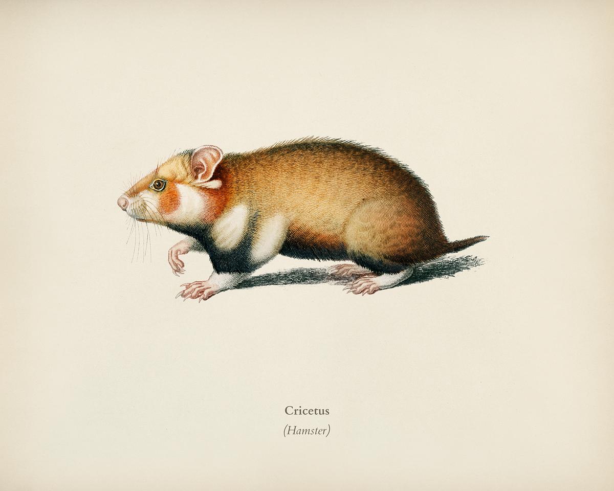 Hamster (Cricetus) illustrated by Charles… | Royalty free stock Illustration | High Resolution graphic Hamster (Cricetus) illustrated by Charles Dessalines D' Orbigny (1806-1876). Digitally enhanced from our own 1892 edition of…