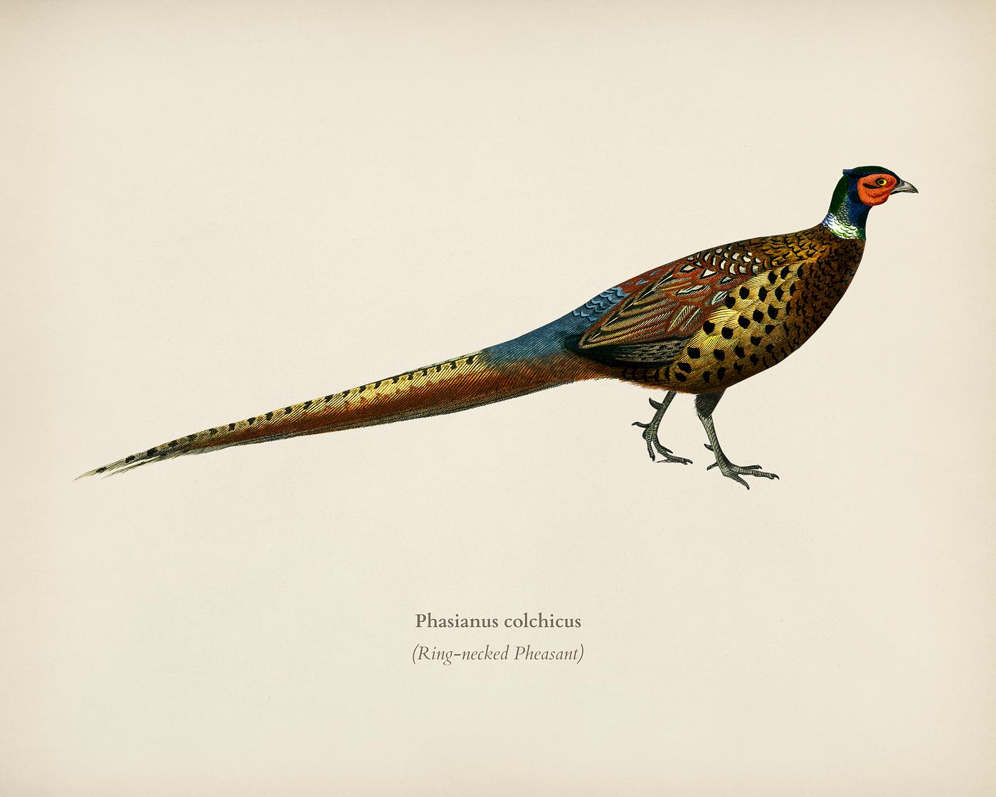 Ring-neckrd pheasant (Phasianus colchicus) illustrated by Charles Dessalines D' Orbigny (1806-1876). Digitally enhanced... Ring-neckrd pheasant (Phasianus colchicus) illustrated by Charles Dessalines D' Orbigny (1806-1876). Digitally enhanced...