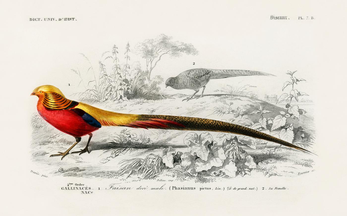Male golden pheasant illustrated by Charles Dessalines D' Orbigny (1806-1876). Digitally enhanced from our own 1892... Male golden pheasant illustrated by Charles Dessalines D' Orbigny (1806-1876). Digitally enhanced from our own 1892...