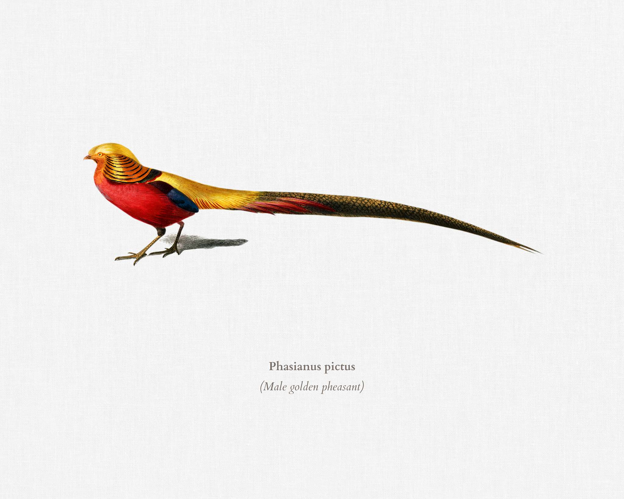 Male golden pheasant (Phasianus pictus) illustrated by Charles Dessalines D' Orbigny (1806-1876). Digitally enhanced... Male golden pheasant (Phasianus pictus) illustrated by Charles Dessalines D' Orbigny (1806-1876). Digitally enhanced...