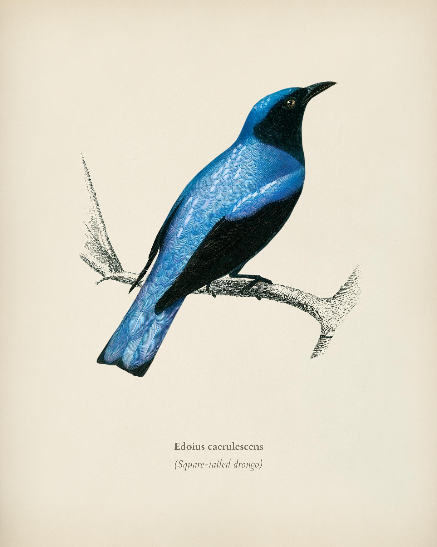 Square-tailed drongo (Edoius caerulescens) illustrated by Charles Dessalines D' Orbigny (1806-1876). Digitally enhanced... Square-tailed drongo (Edoius caerulescens) illustrated by Charles Dessalines D' Orbigny (1806-1876). Digitally enhanced...