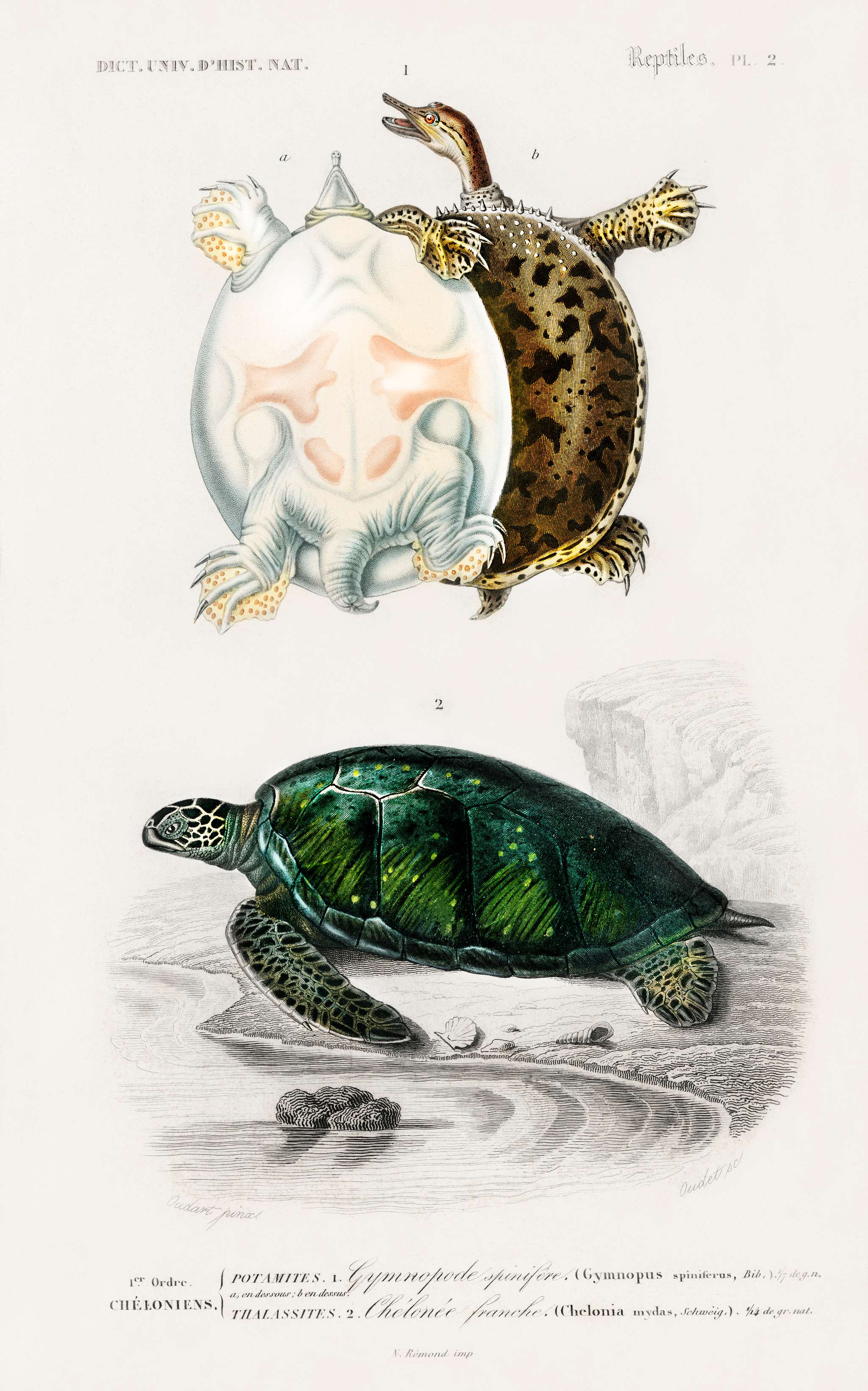 Green Sea Turtle (Chelonia mydus) and Spiny softshell turtle (Gymnopus spiniferus) illustrated by Charles Dessalines D'... Green Sea Turtle (Chelonia mydus) and Spiny softshell turtle (Gymnopus spiniferus) illustrated by Charles Dessalines D'...