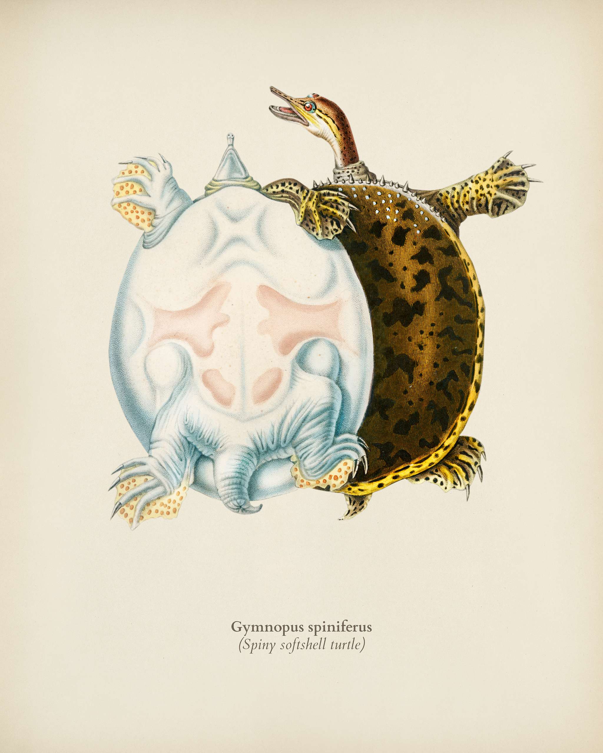 Spiny softshell turtle (Gymnopus spiniferus) illustrated by Charles Dessalines D' Orbigny (1806-1876). Digitally... Spiny softshell turtle (Gymnopus spiniferus) illustrated by Charles Dessalines D' Orbigny (1806-1876). Digitally...