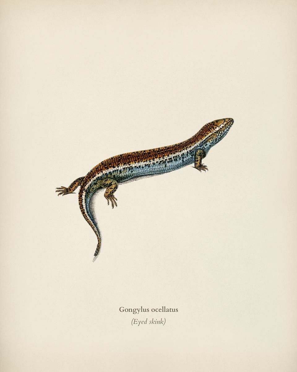 Eyed skink (Gongylus ocellatus) illustrated… | Royalty free stock Illustration | High Resolution graphic Eyed skink (Gongylus ocellatus) illustrated by Charles Dessalines D' Orbigny (1806-1876). Digitally enhanced from our own…