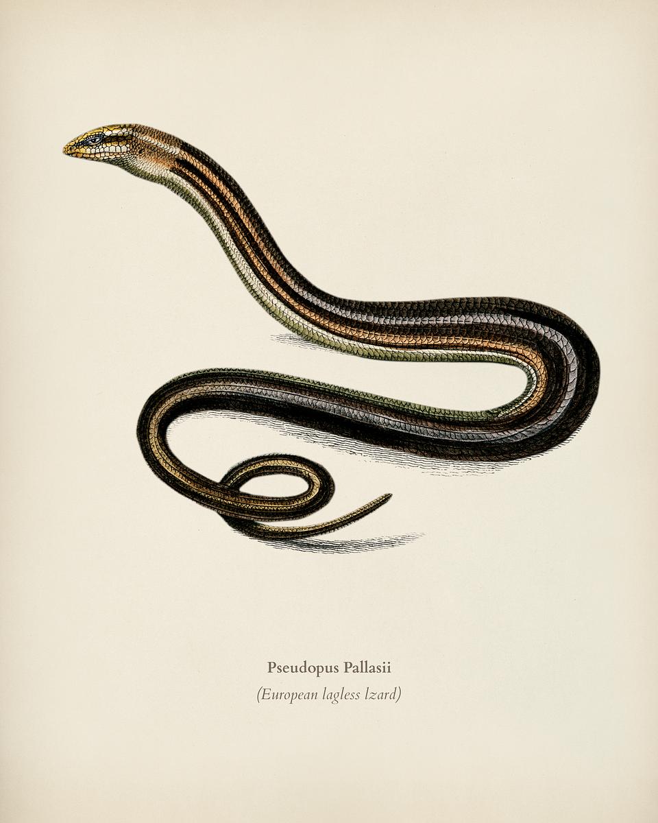 Pseudopus Pallasii illustrated by Charles… | Royalty free stock Illustration | High Resolution graphic Pseudopus Pallasii illustrated by Charles Dessalines D' Orbigny (1806-1876). Digitally enhanced from our own 1892 edition of…