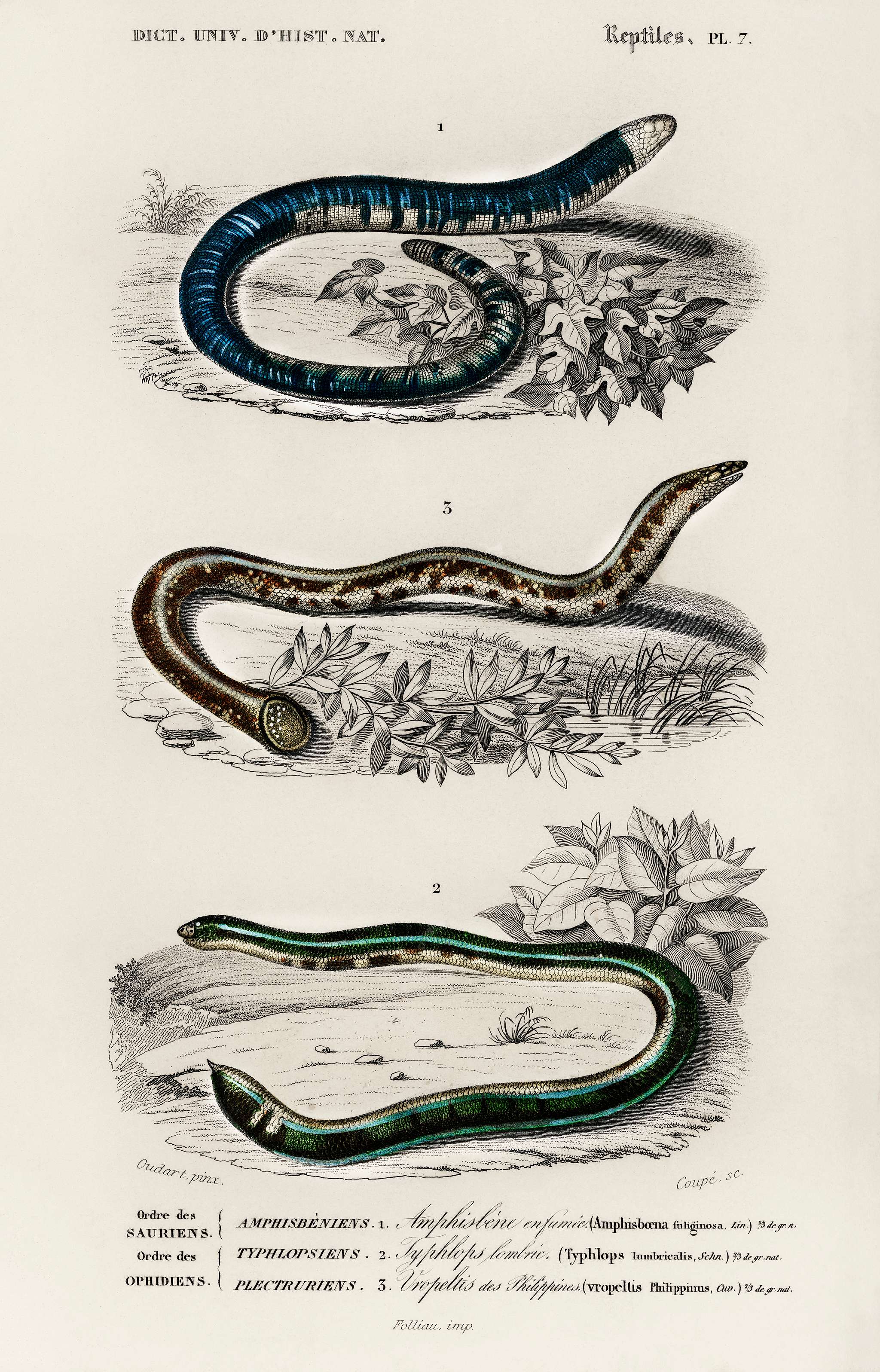 Amphisbaena fuliginosa (spotted worm lizard), Typhlops lumbricalis (blind snakes), Vropeltis Philippinus (shield tail snakes... Amphisbaena fuliginosa (spotted worm lizard), Typhlops lumbricalis (blind snakes), Vropeltis Philippinus (shield tail snakes...