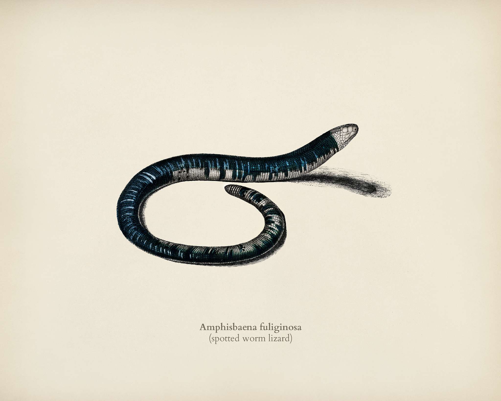 Spotted worm lizard (Amphisbaena fuliginosa) illustrated by Charles Dessalines D' Orbigny (1806-1876). Digitally... Spotted worm lizard (Amphisbaena fuliginosa) illustrated by Charles Dessalines D' Orbigny (1806-1876). Digitally...