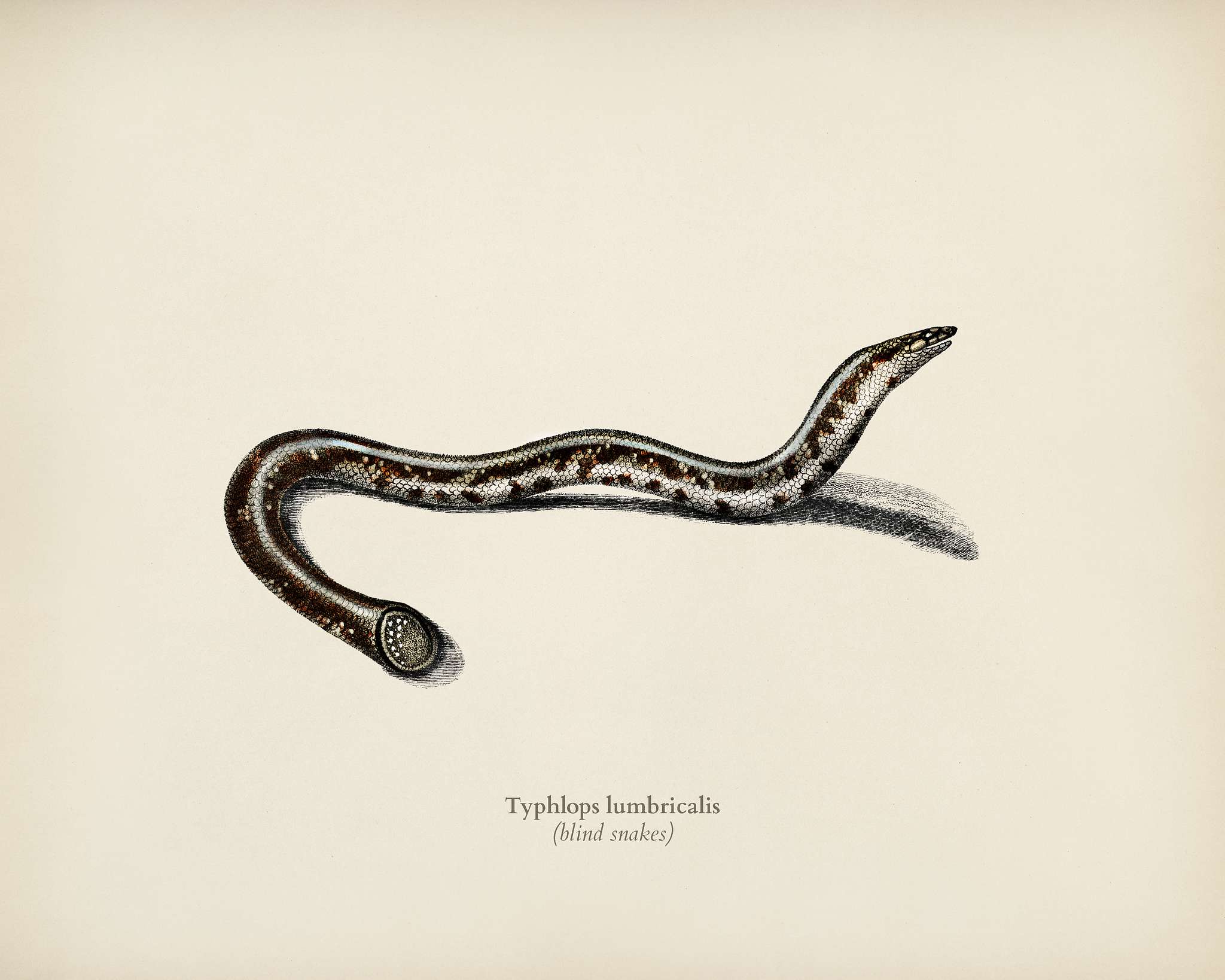 Blind snakes (Typhlops lumbricalis) illustrated by Charles Dessalines D' Orbigny (1806-1876). Digitally enhanced from... Blind snakes (Typhlops lumbricalis) illustrated by Charles Dessalines D' Orbigny (1806-1876). Digitally enhanced from...