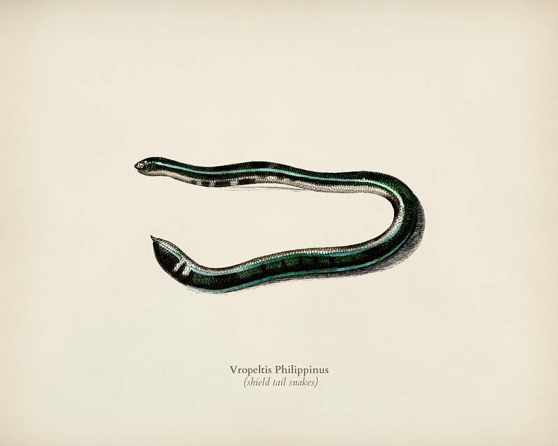 Shield tail snakes (Vropeltis Philippinus)… | Royalty free stock Illustration | High Resolution graphic Shield tail snakes (Vropeltis Philippinus) illustrated by Charles Dessalines D' Orbigny (1806-1876). Digitally enhanced from…