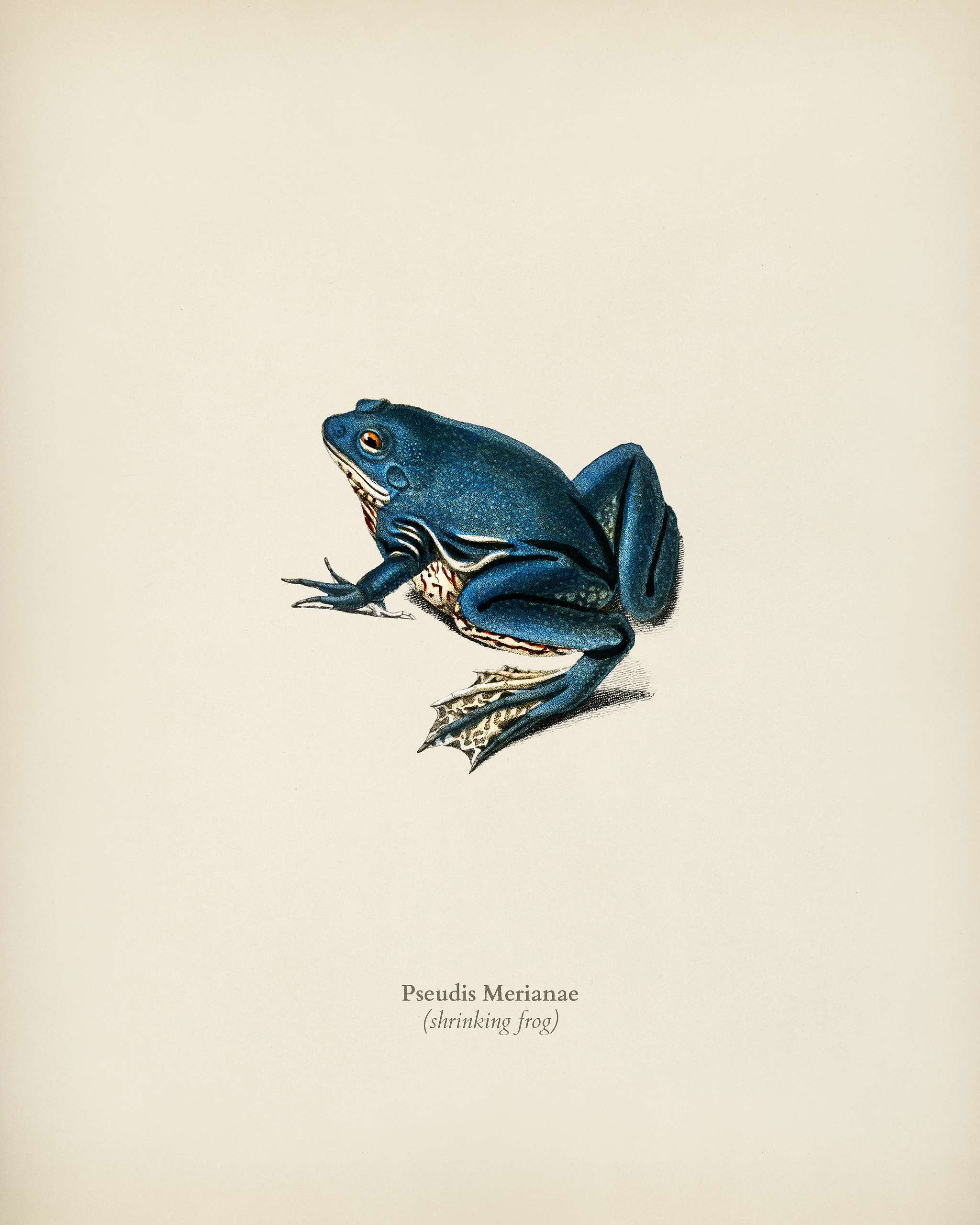 Shrinking frog (Pseudis Merianae) illustrated by Charles Dessalines D' Orbigny (1806-1876). Digitally enhanced from our... Shrinking frog (Pseudis Merianae) illustrated by Charles Dessalines D' Orbigny (1806-1876). Digitally enhanced from our...