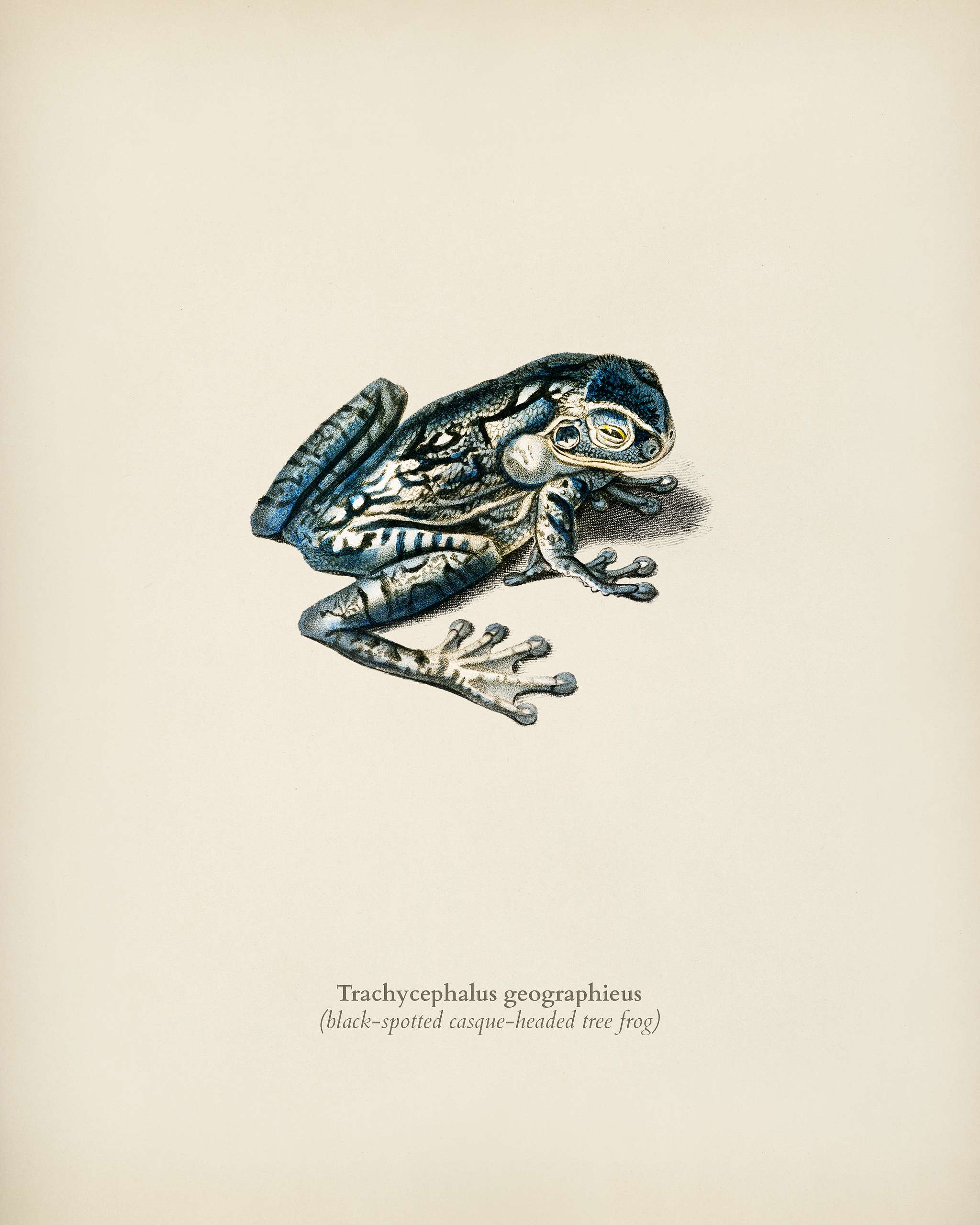 Black-spotted casque-headed tree (Trachycephalus geographieus) illustrated by Charles Dessalines D' Orbigny (1806-1876... Black-spotted casque-headed tree (Trachycephalus geographieus) illustrated by Charles Dessalines D' Orbigny (1806-1876...