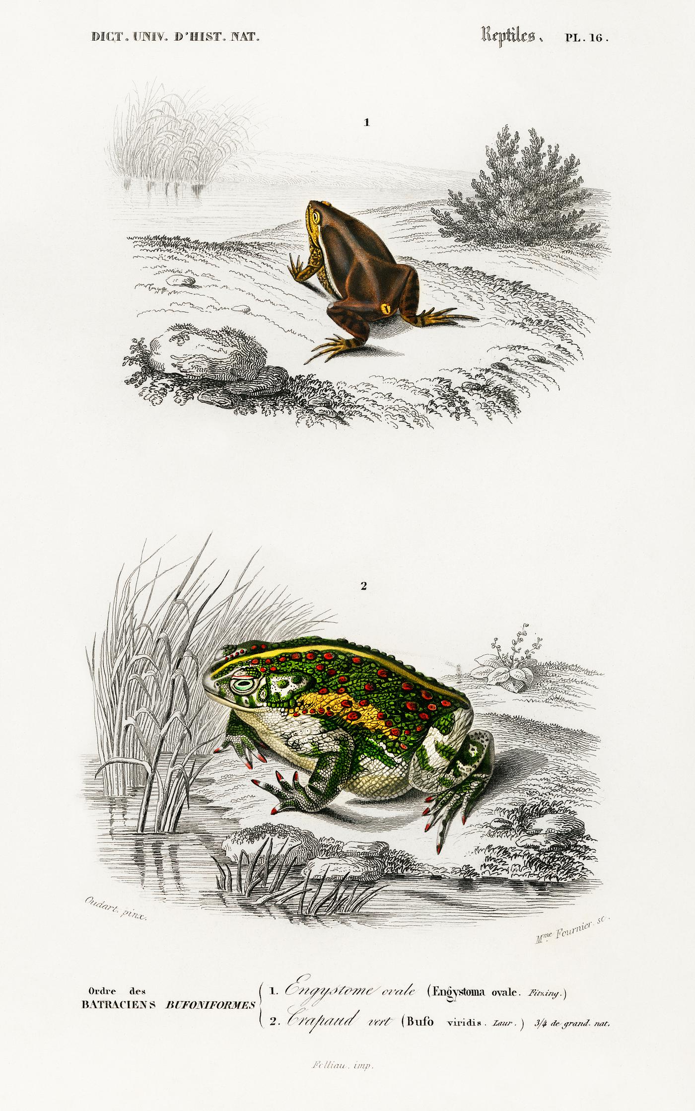 Oval frog (Engystoma ovale) and Green toad (Bufo viridis) illustrated by Charles Dessalines D' Orbigny (1806-1876).... Oval frog (Engystoma ovale) and Green toad (Bufo viridis) illustrated by Charles Dessalines D' Orbigny (1806-1876)....