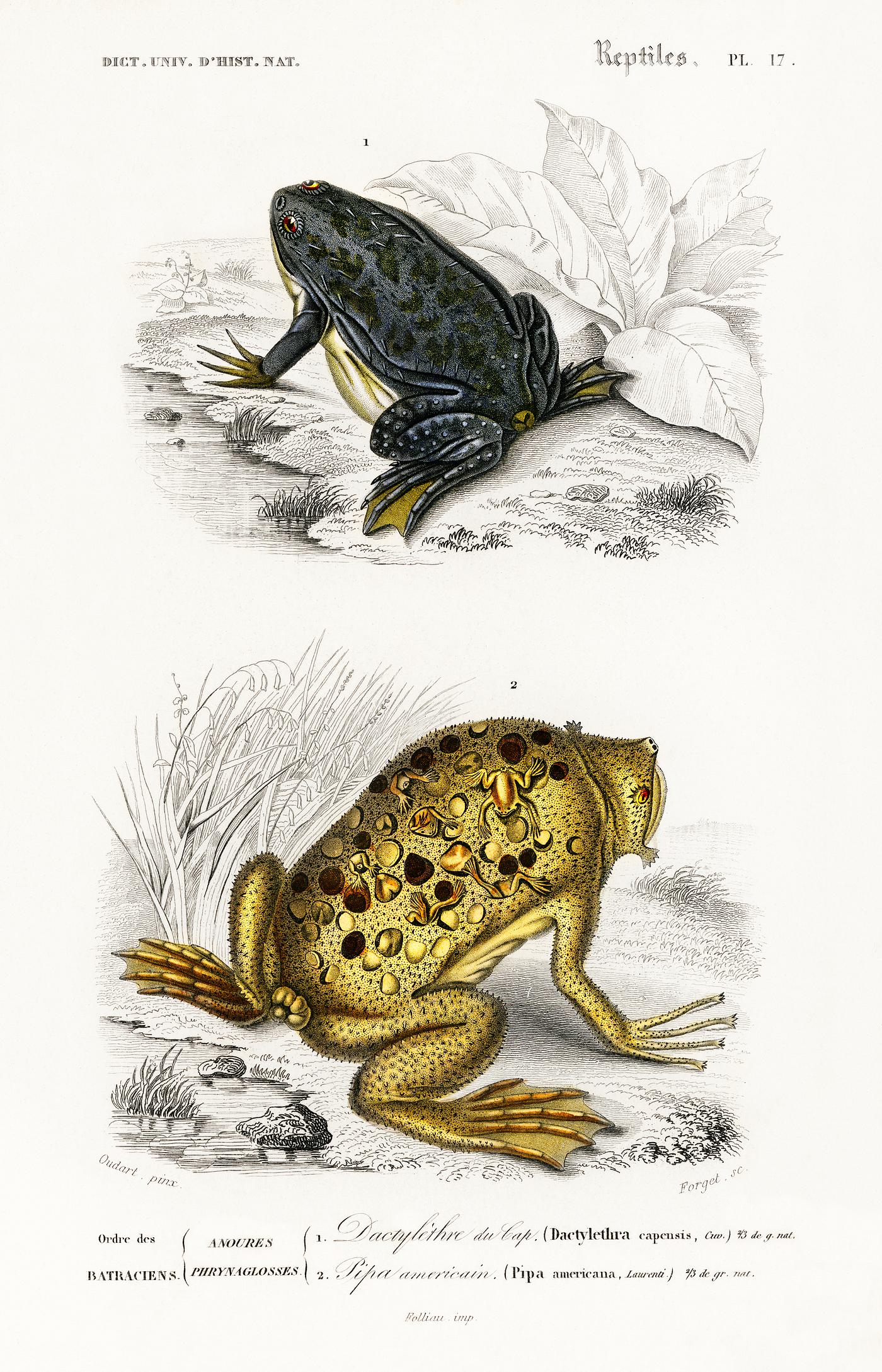 Shrinking frog (Pseudis Merianae) and Surinam toad (Pipa americana) illustrated by Charles Dessalines D' Orbigny (1806-... Shrinking frog (Pseudis Merianae) and Surinam toad (Pipa americana) illustrated by Charles Dessalines D' Orbigny (1806-...