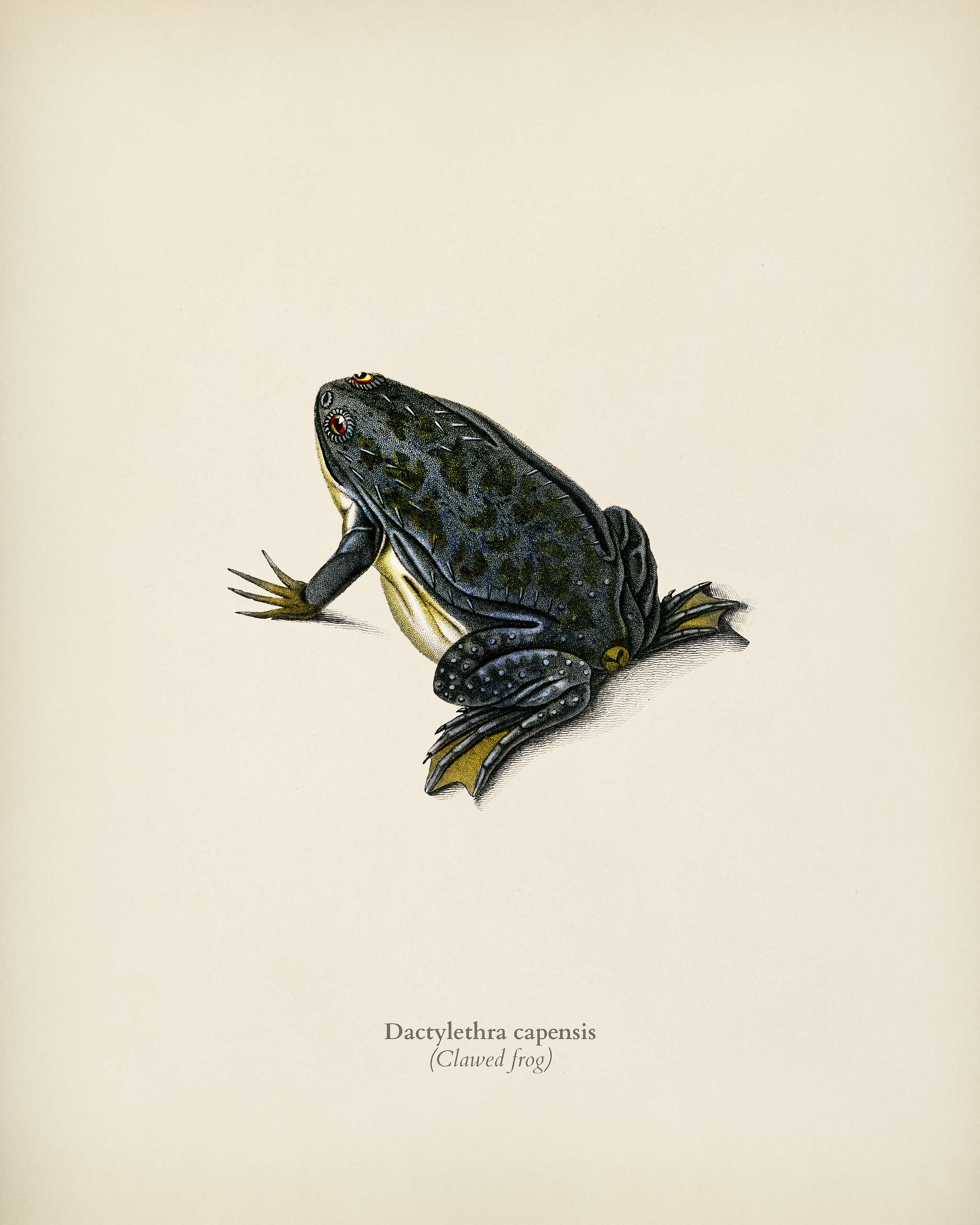Clawed frog (Dactylethra capensis) illustrated by Charles Dessalines D' Orbigny (1806-1876). Digitally enhanced from our... Clawed frog (Dactylethra capensis) illustrated by Charles Dessalines D' Orbigny (1806-1876). Digitally enhanced from our...