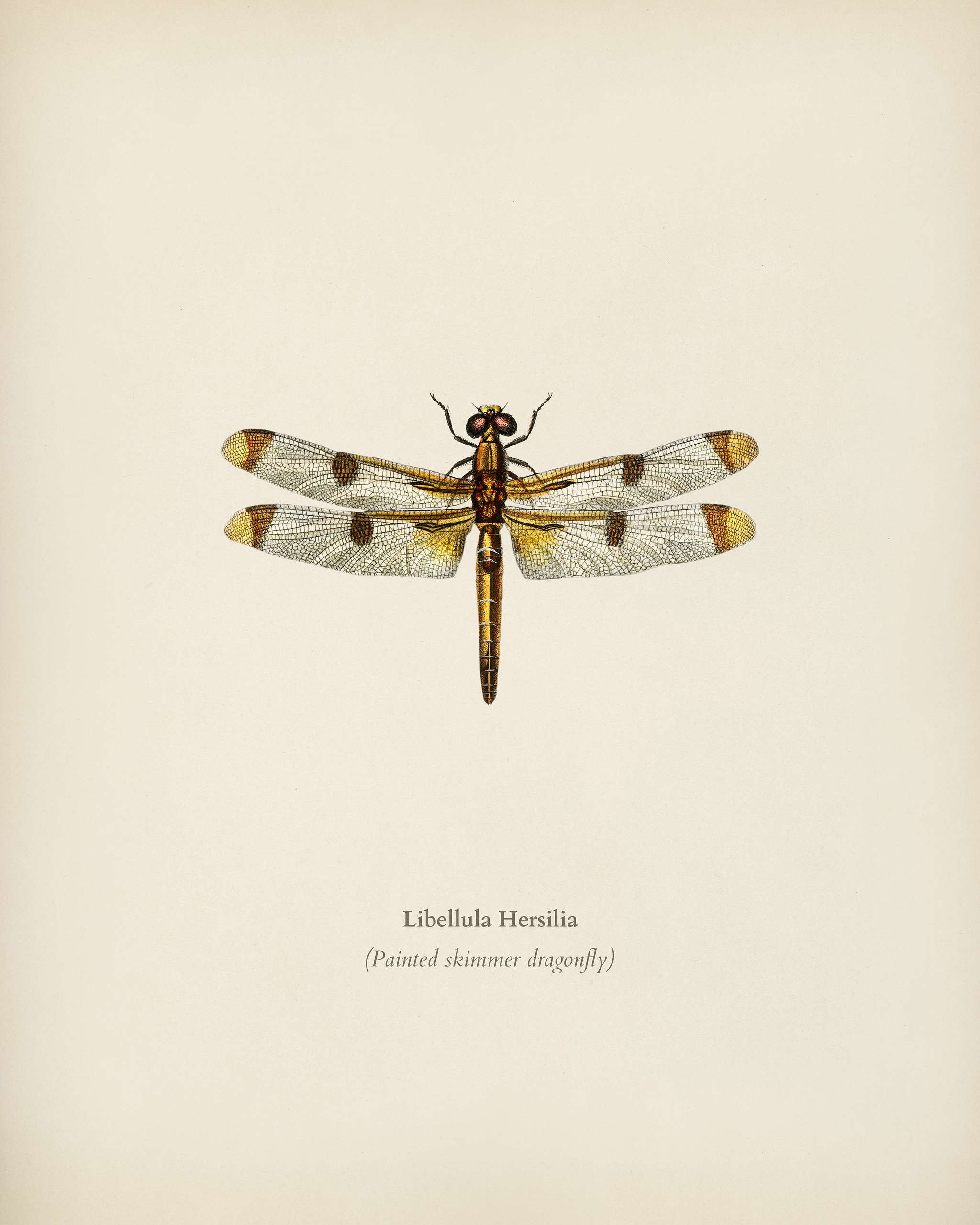 Painted skimmer (Libellula Hersilia) illustrated by Charles Dessalines D' Orbigny (1806-1876). Digitally enhanced from... Painted skimmer (Libellula Hersilia) illustrated by Charles Dessalines D' Orbigny (1806-1876). Digitally enhanced from...