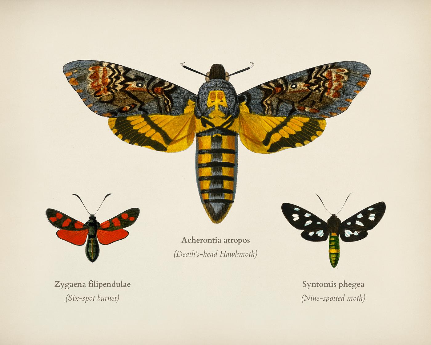 Collection of moths illustrated by Charles Dessalines D' Orbigny (1806-1876). Digitally enhanced from our own 1892... Collection of moths illustrated by Charles Dessalines D' Orbigny (1806-1876). Digitally enhanced from our own 1892...
