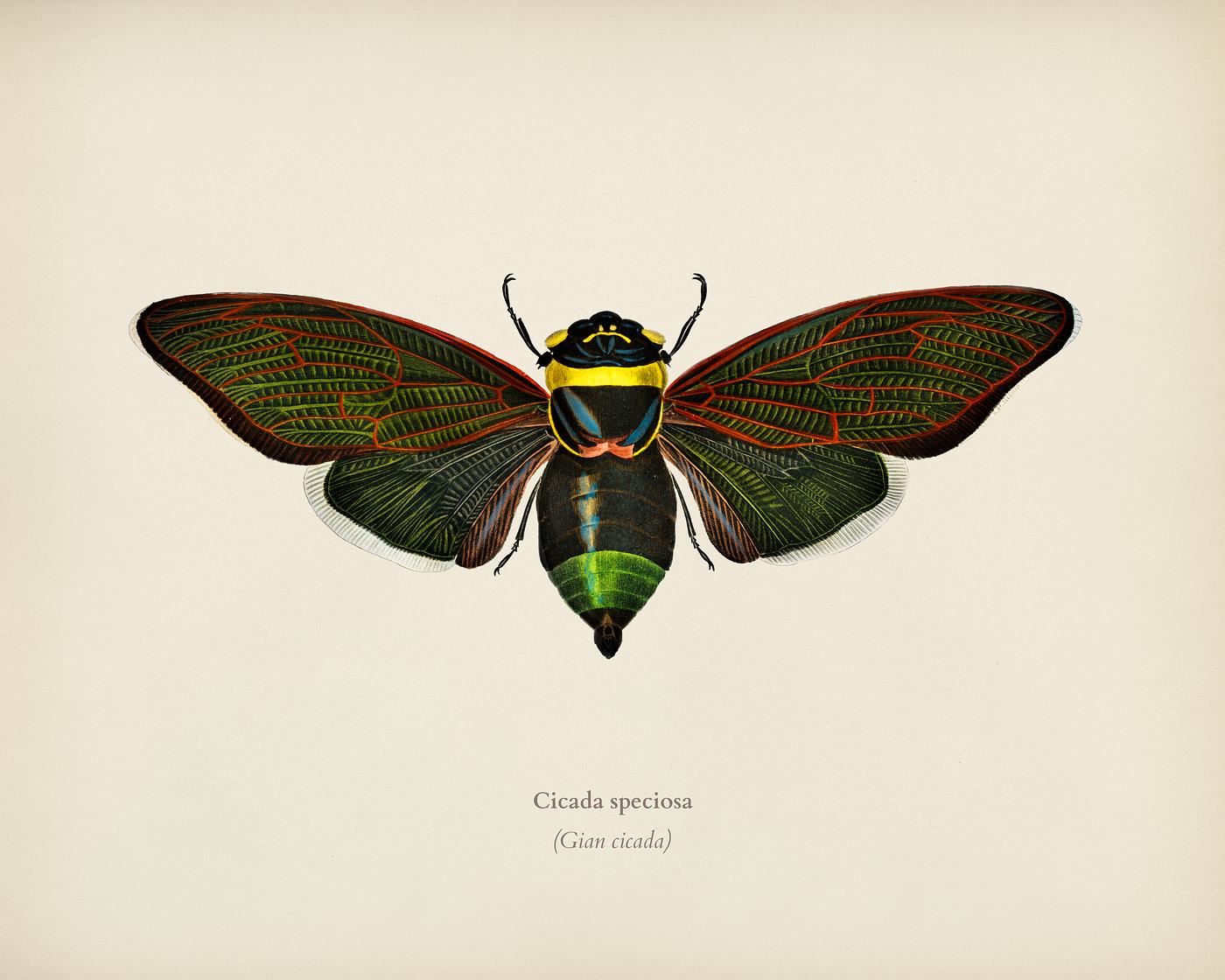 Gian cicuda (Cicada speciosa) illustrated by Charles Dessalines D' Orbigny (1806-1876). Digitally enhanced from our own... Gian cicuda (Cicada speciosa) illustrated by Charles Dessalines D' Orbigny (1806-1876). Digitally enhanced from our own...