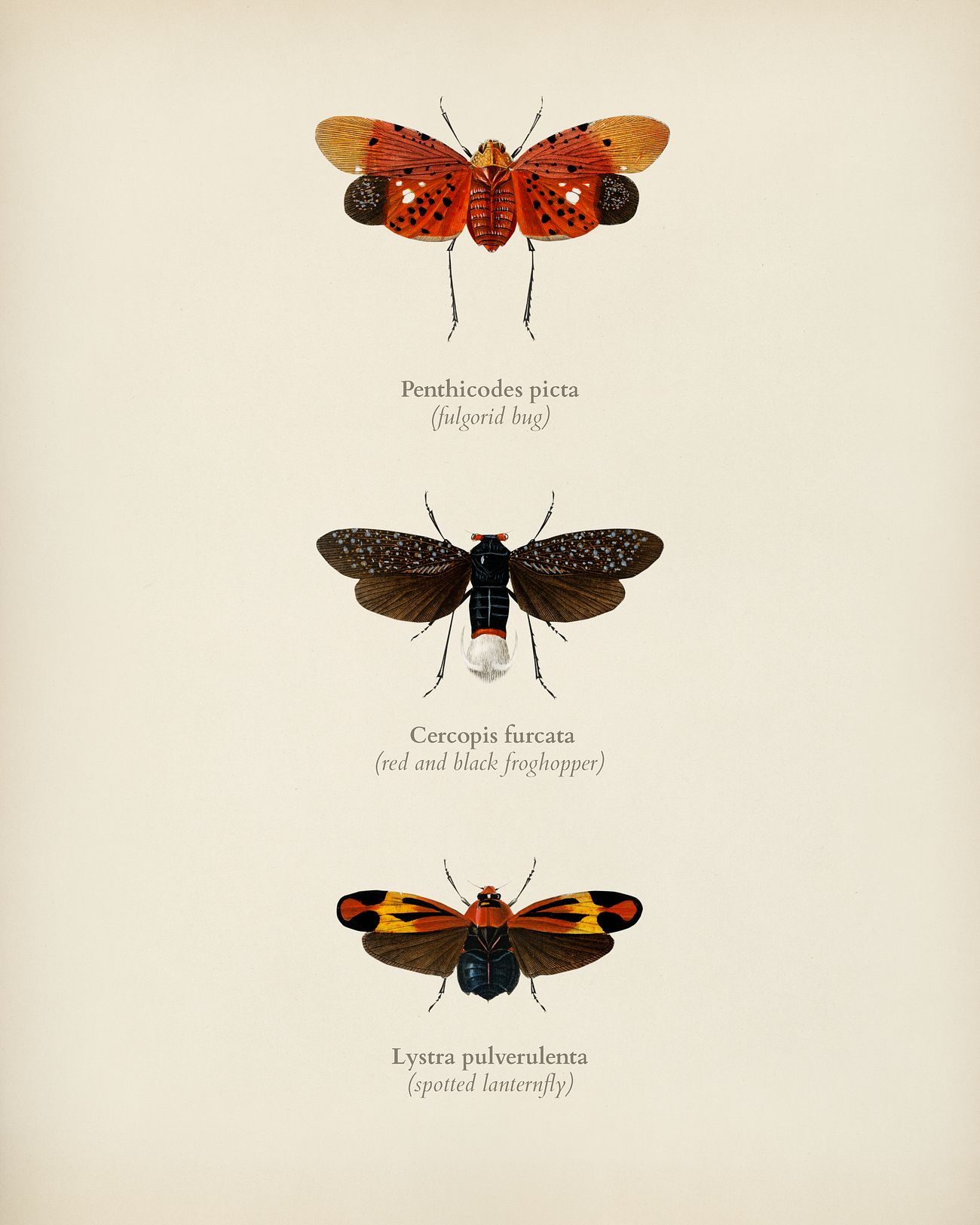 Collection of hand drawings of moths illustrated by Charles Dessalines D' Orbigny (1806-1876). Digitally enhanced from... Collection of hand drawings of moths illustrated by Charles Dessalines D' Orbigny (1806-1876). Digitally enhanced from...