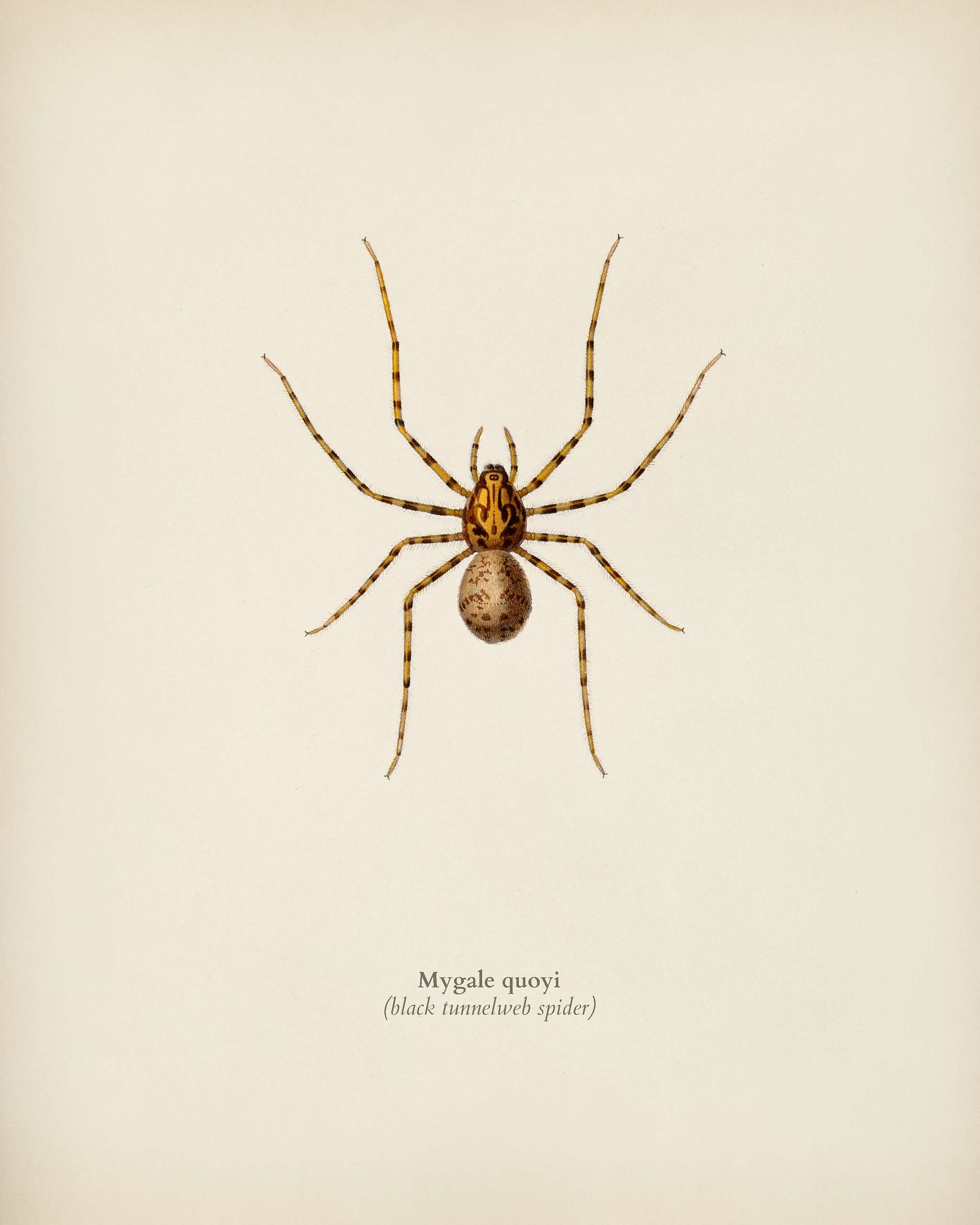 Black tunnelweb spider (Mygale quoyi) illustrated by Charles Dessalines D' Orbigny (1806-1876). Digitally enhanced from... Black tunnelweb spider (Mygale quoyi) illustrated by Charles Dessalines D' Orbigny (1806-1876). Digitally enhanced from...