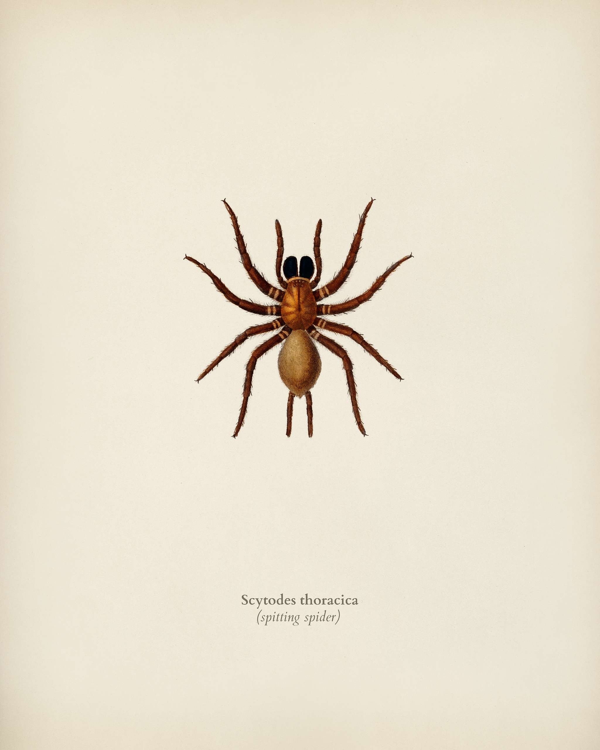 Black tunnelweb spider (Mygale quoyi) illustrated by Charles Dessalines D' Orbigny (1806-1876). Digitally enhanced from... Black tunnelweb spider (Mygale quoyi) illustrated by Charles Dessalines D' Orbigny (1806-1876). Digitally enhanced from...