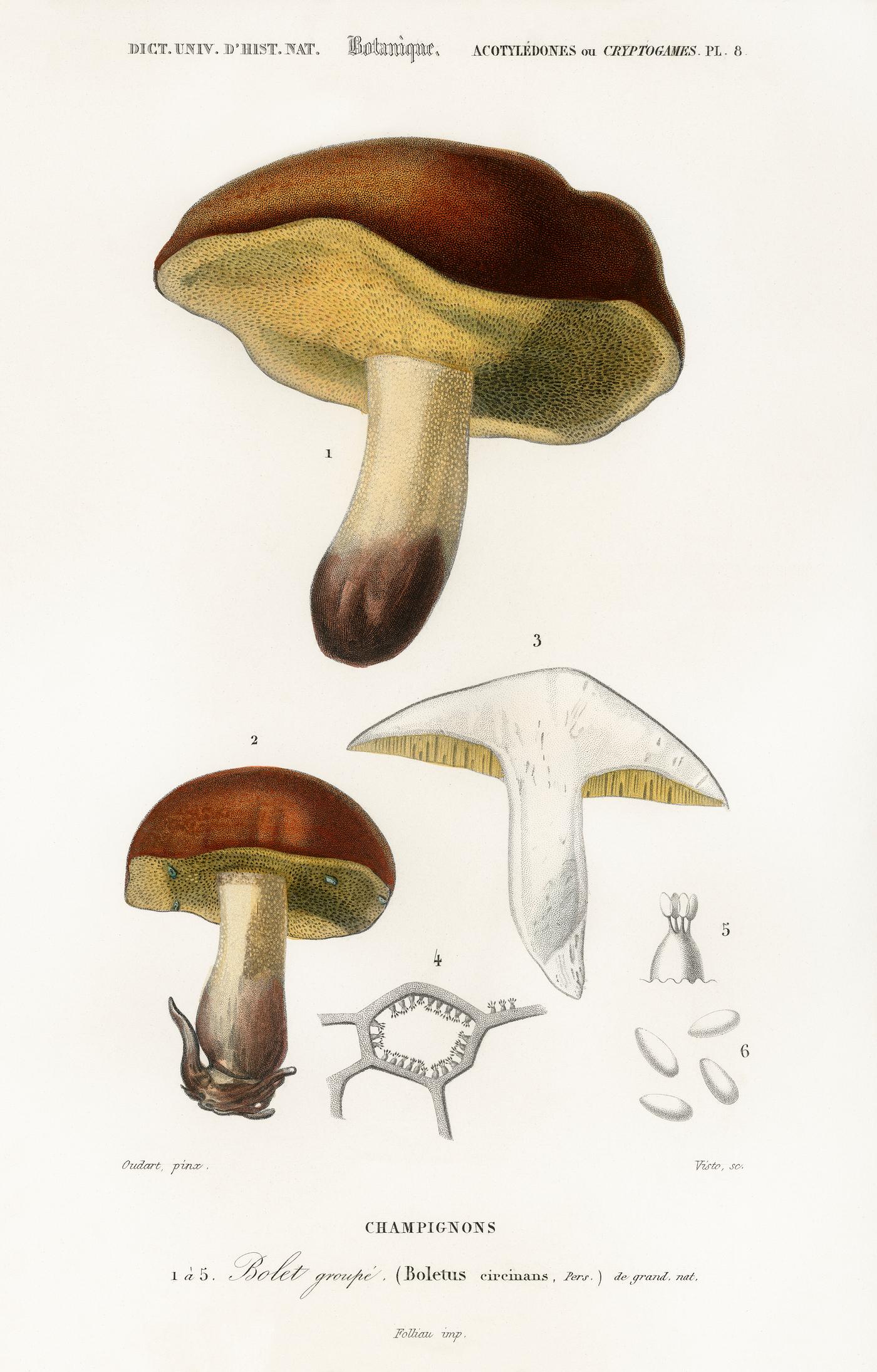 Mushroom (Boletus circinans) illustrated by Charles Dessalines D' Orbigny (1806-1876). Digitally enhanced from our own... Mushroom (Boletus circinans) illustrated by Charles Dessalines D' Orbigny (1806-1876). Digitally enhanced from our own...