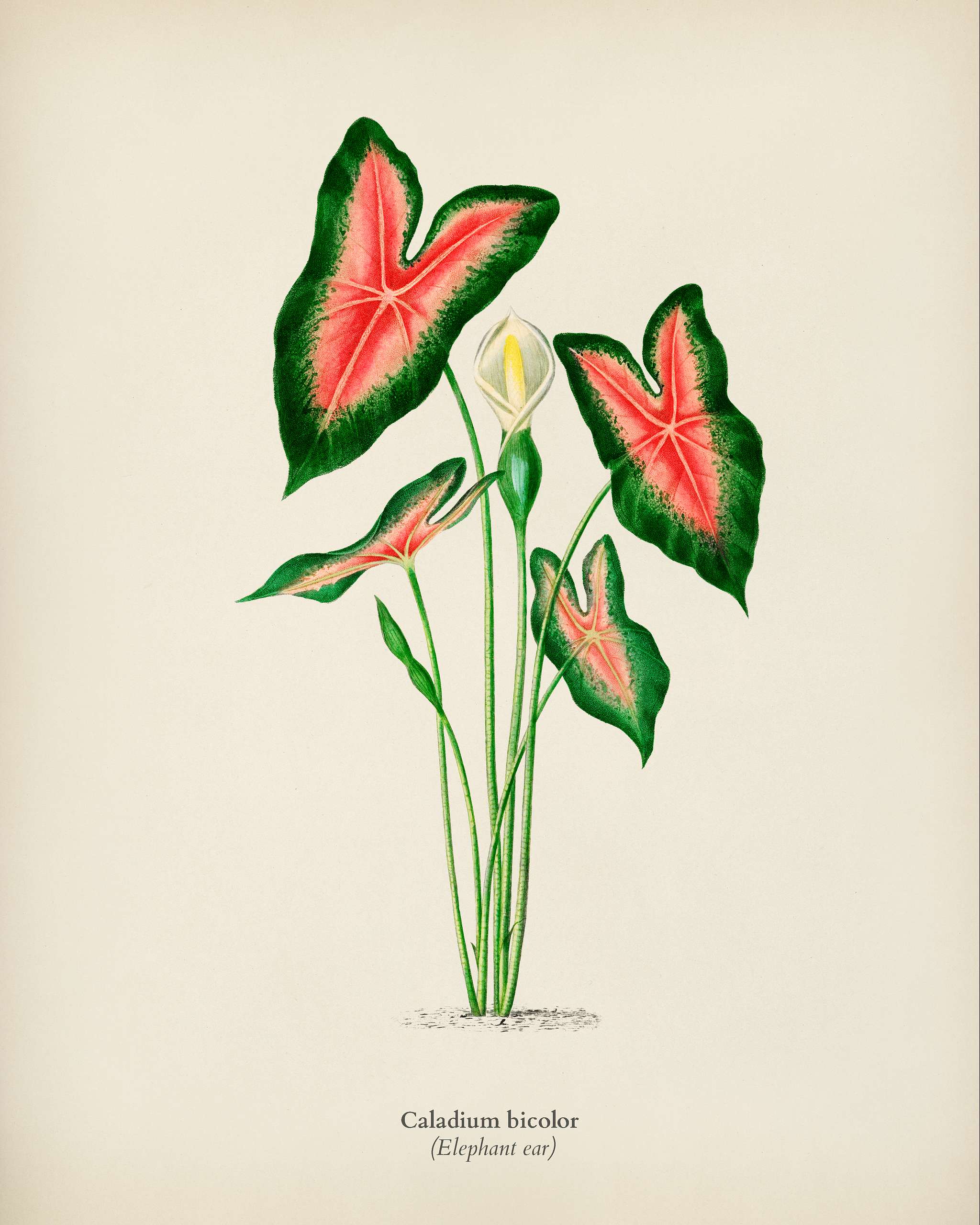 Elephant ear (Caladium bicolor) illustrated by Charles Dessalines D' Orbigny (1806-1876). Digitally enhanced from our... Elephant ear (Caladium bicolor) illustrated by Charles Dessalines D' Orbigny (1806-1876). Digitally enhanced from our...