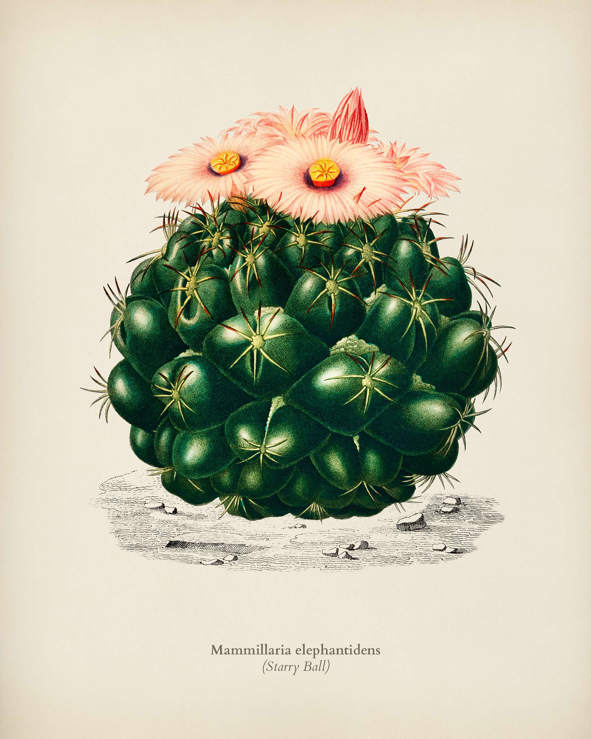 Starry Ball (Mammillaria elephantidens) illustrated by Charles Dessalines D' Orbigny (1806-1876). Digitally enhanced... Starry Ball (Mammillaria elephantidens) illustrated by Charles Dessalines D' Orbigny (1806-1876). Digitally enhanced...