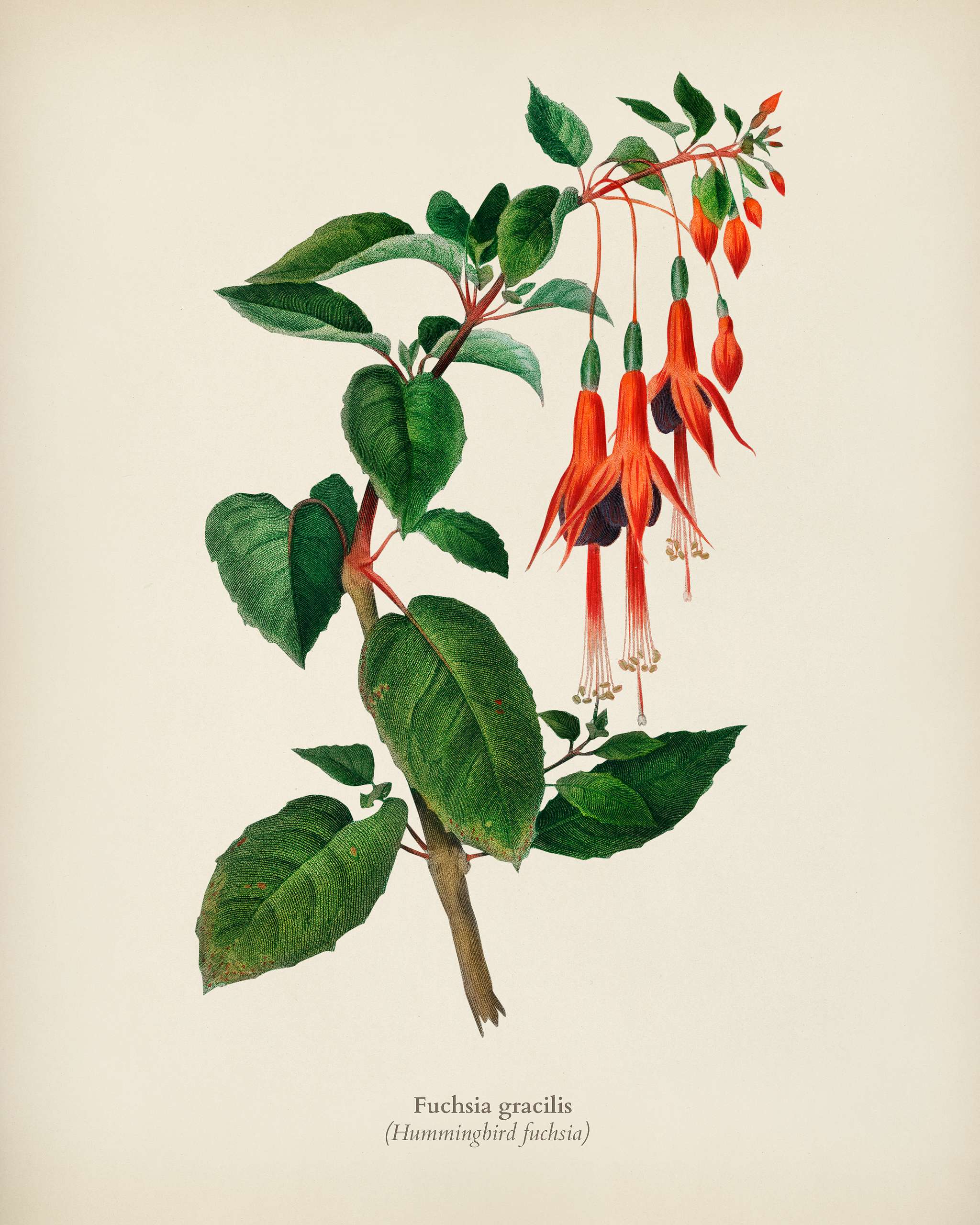 Hummingbird fuchsia (Fuchsia gracilis) illustrated by Charles Dessalines D' Orbigny (1806-1876). Digitally enhanced from... Hummingbird fuchsia (Fuchsia gracilis) illustrated by Charles Dessalines D' Orbigny (1806-1876). Digitally enhanced from...