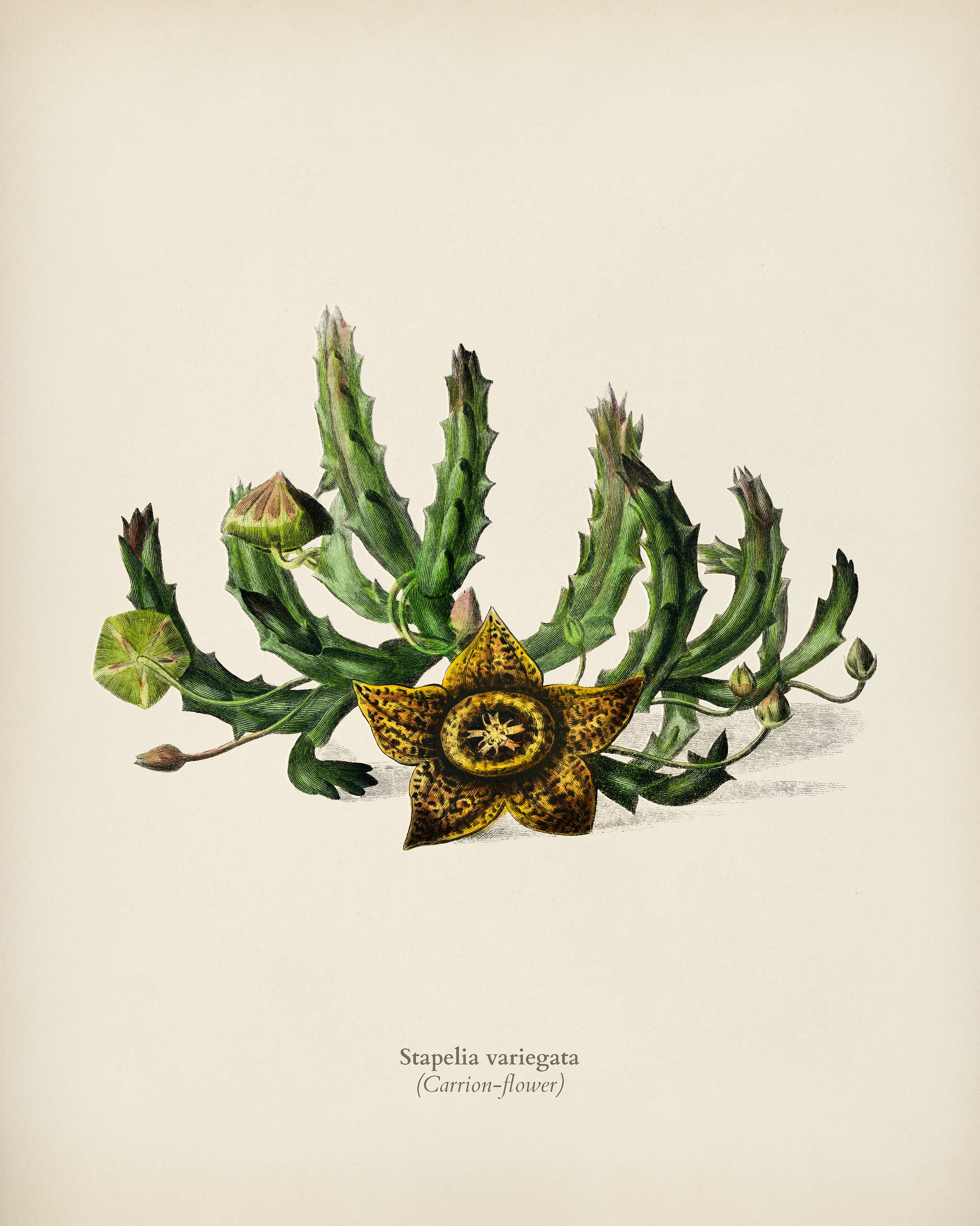 Carrion-flower (Stapelia variegata) illustrated by Charles Dessalines D' Orbigny (1806-1876). Digitally enhanced from... Carrion-flower (Stapelia variegata) illustrated by Charles Dessalines D' Orbigny (1806-1876). Digitally enhanced from...