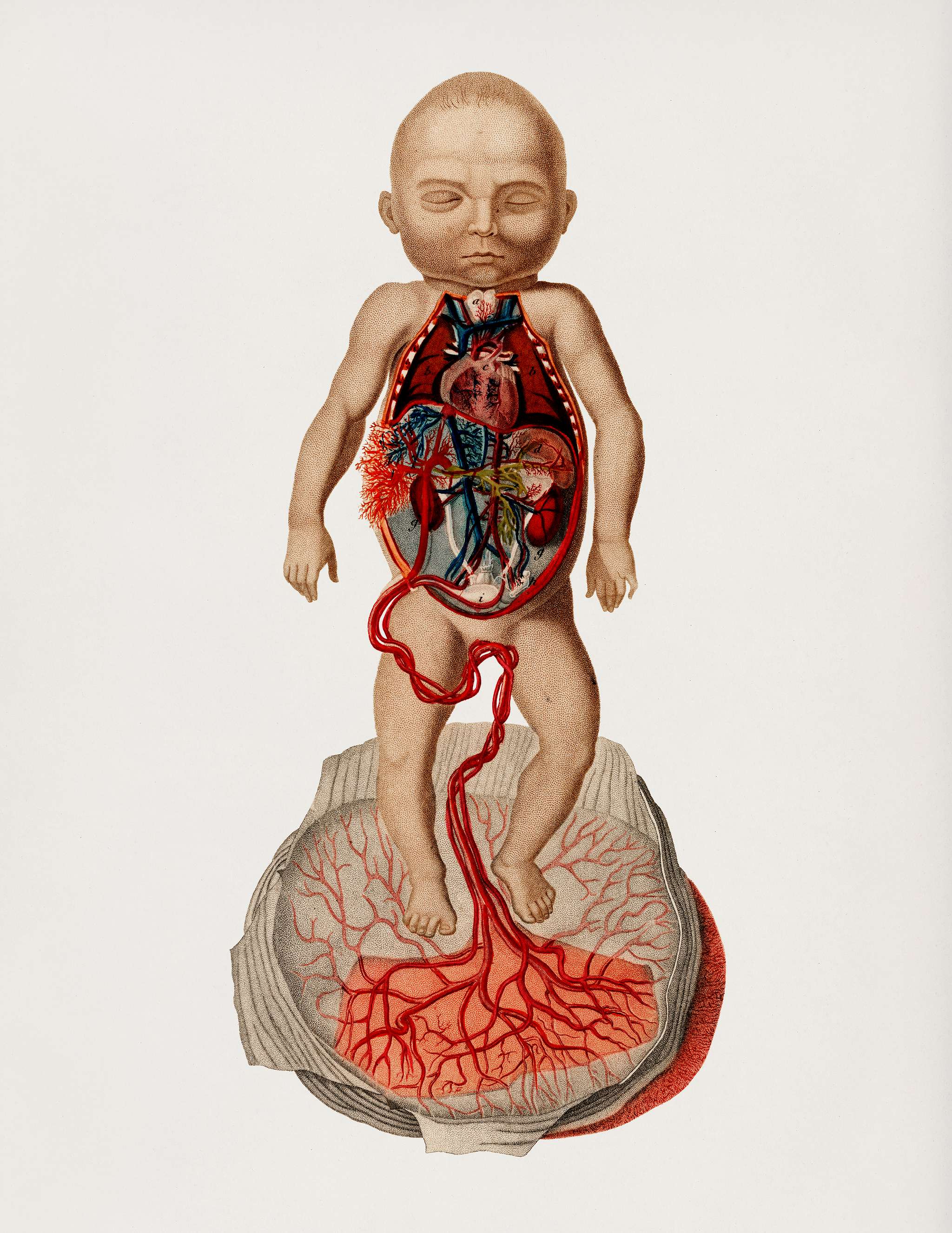 Circulation of the blood In a fetus illustrated by Charles Dessalines D' Orbigny (1806-1876). Digitally enhanced from... Circulation of the blood In a fetus illustrated by Charles Dessalines D' Orbigny (1806-1876). Digitally enhanced from...