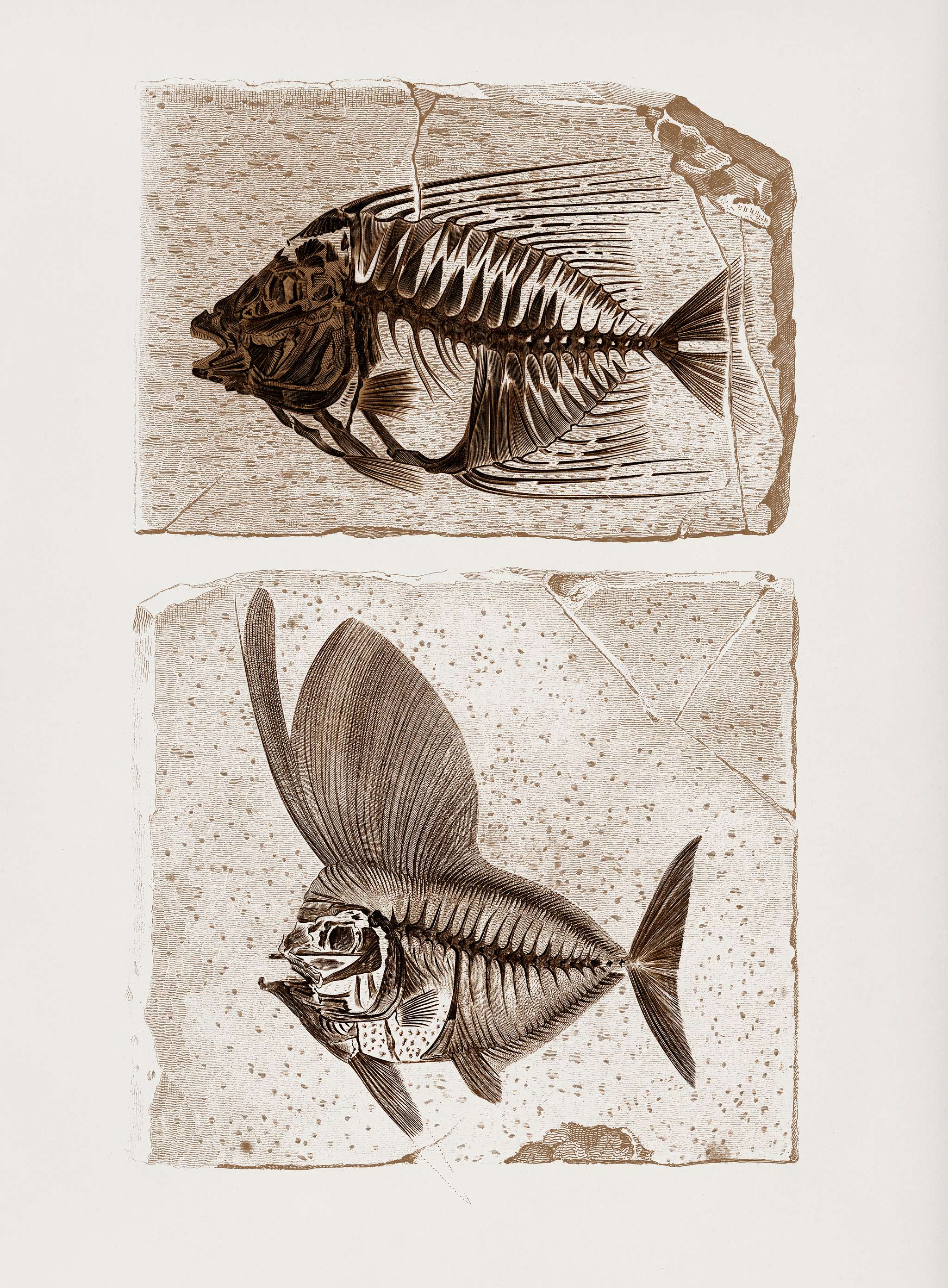 Ray-finned fish (Acanthonemus) and Semiophorus illustrated by Charles Dessalines D' Orbigny (1806-1876). Digitally... Ray-finned fish (Acanthonemus) and Semiophorus illustrated by Charles Dessalines D' Orbigny (1806-1876). Digitally...