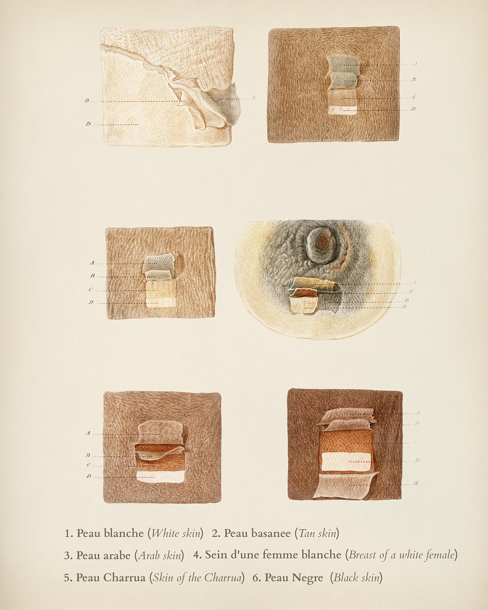 Human skin layers illustrated by Charles… | Royalty free stock Illustration | High Resolution graphic Human skin layers illustrated by Charles Dessalines D' Orbigny (1806-1876). Digitally enhanced from our own 1892 edition of…