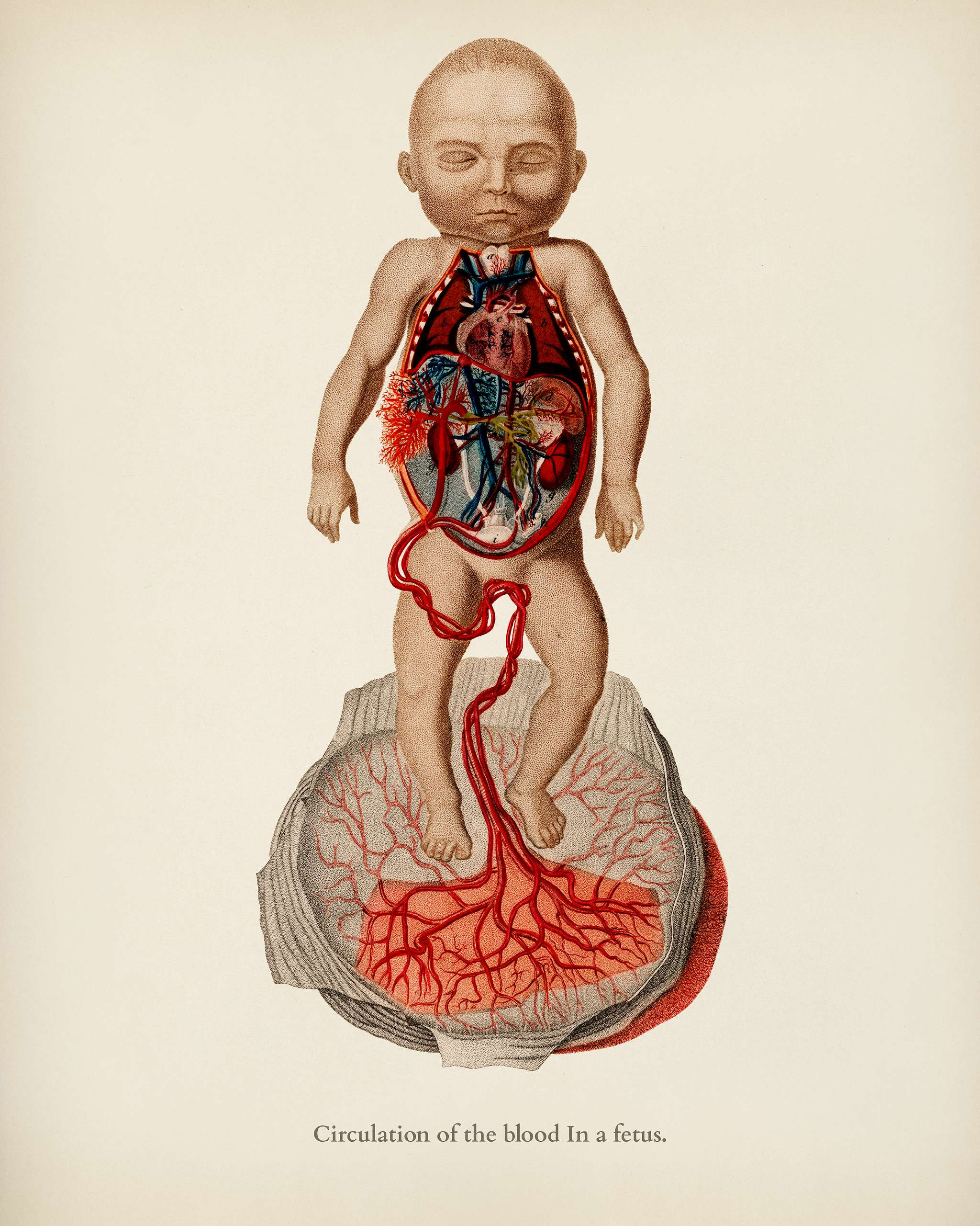 Circulation of the blood In a fetus illustrated by Charles Dessalines D' Orbigny (1806-1876). Digitally enhanced from... Circulation of the blood In a fetus illustrated by Charles Dessalines D' Orbigny (1806-1876). Digitally enhanced from...