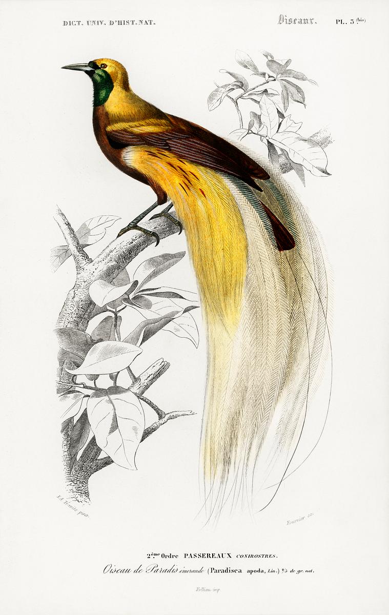 Paradisaea Apoda bird | Free public domain illustration Paradisaea Apoda illustrated by Charles Dessalines D' Orbigny (1806-1876). Digitally enhanced from our own 1892 edition of…