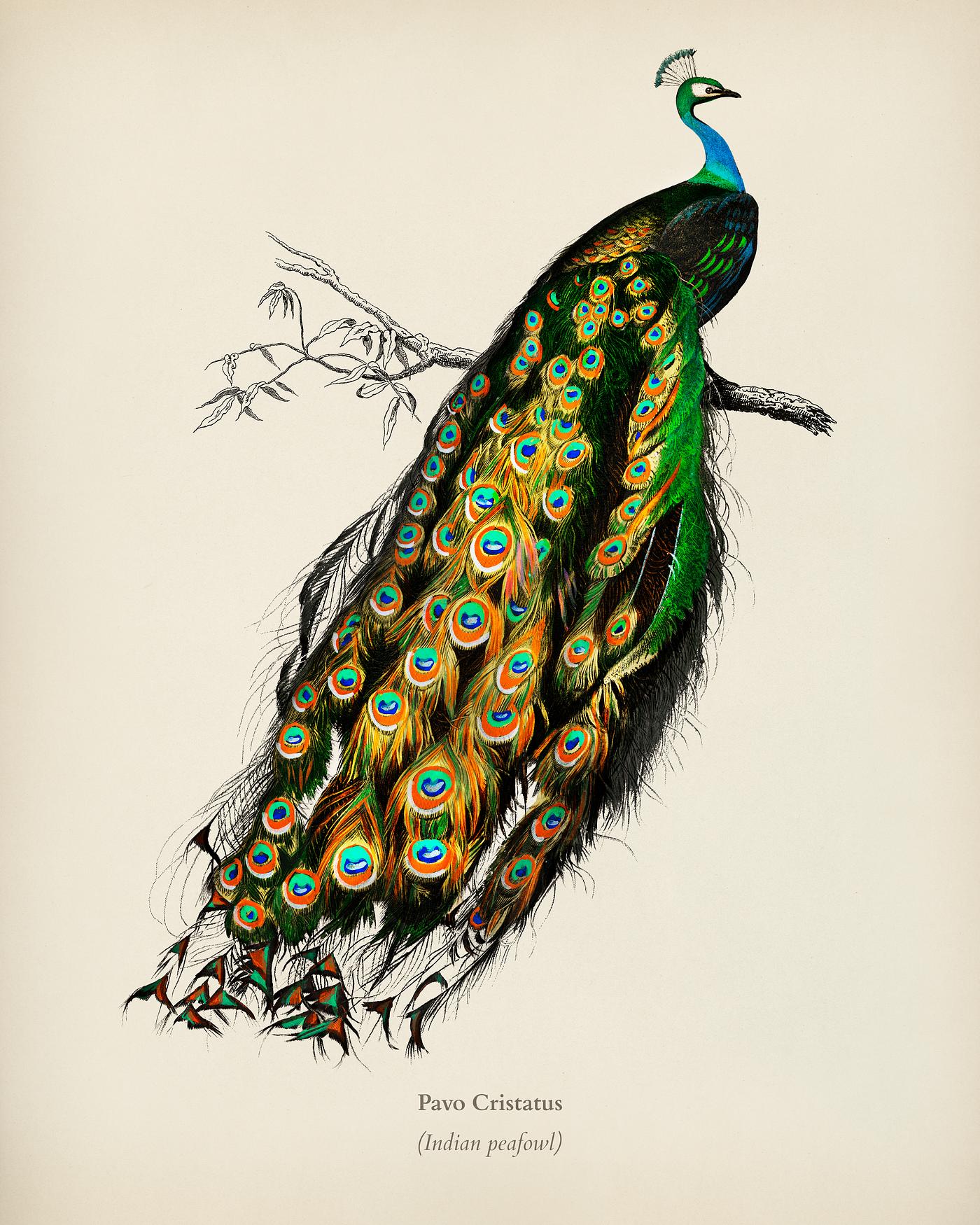 Indian peafowl (Pavo Cristatus) illustrated by Charles Dessalines D' Orbigny (1806-1876). Digitally enhanced from our... Indian peafowl (Pavo Cristatus) illustrated by Charles Dessalines D' Orbigny (1806-1876). Digitally enhanced from our...