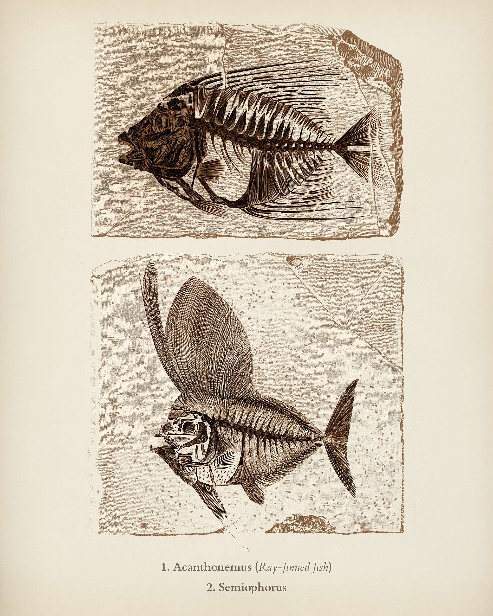 Ray-finned fish (Acanthonemus) and Semiophorus illustrated by Charles Dessalines D' Orbigny (1806-1876). Digitally... Ray-finned fish (Acanthonemus) and Semiophorus illustrated by Charles Dessalines D' Orbigny (1806-1876). Digitally...