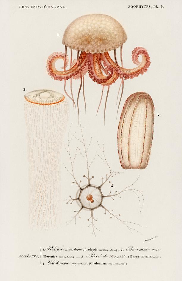 Different types of marine life illustrated by.. | Free public domain