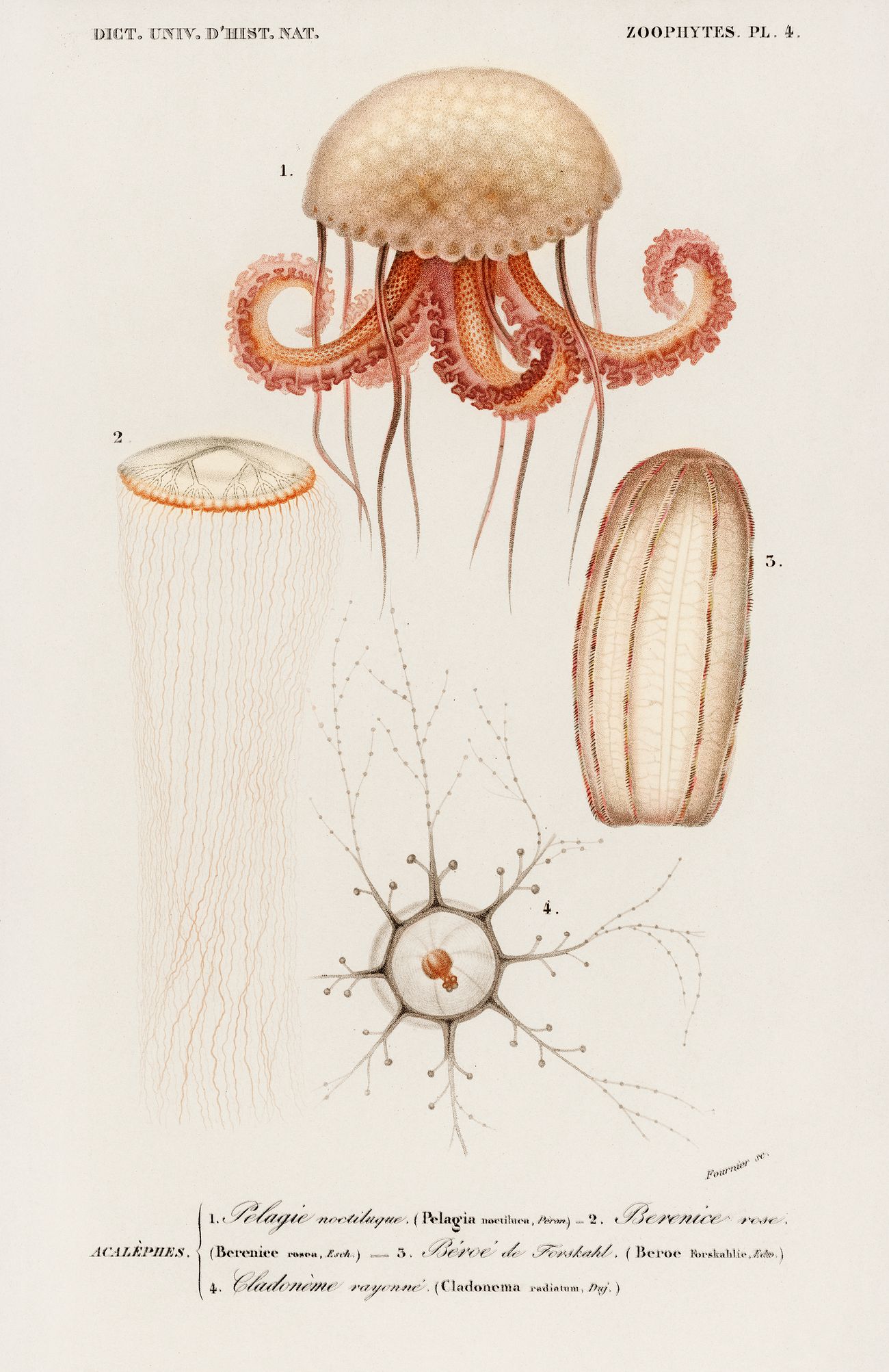 Illustrated Types of Marine Life Image