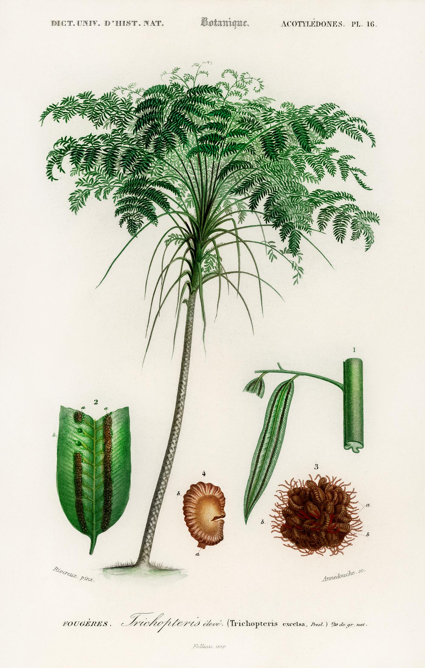 Trichipteris excelsa illustrated by Charles Dessalines D' Orbigny (1806-1876). Digitally enhanced from our own 1892... Trichipteris excelsa illustrated by Charles Dessalines D' Orbigny (1806-1876). Digitally enhanced from our own 1892...