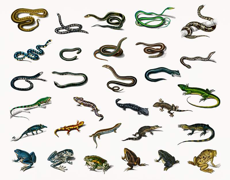 Different types of reptiles illustrated by… | Royalty free stock psd mockup | High Resolution design Different types of reptiles illustrated by Charles Dessalines D' Orbigny (1806-1876). Digitally enhanced from our own 1892…